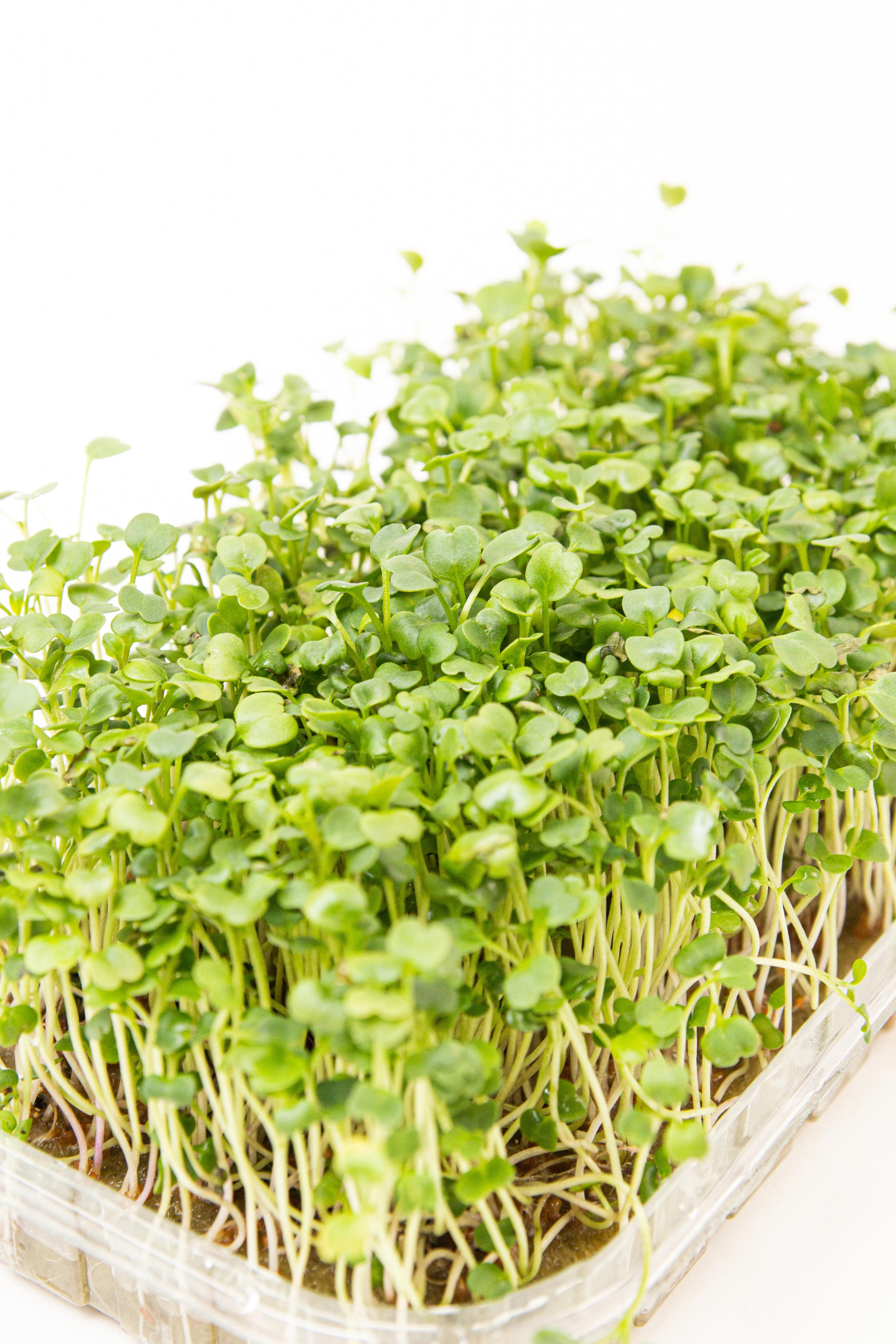 Микрозелень. Фотограф Ирина Колесникова