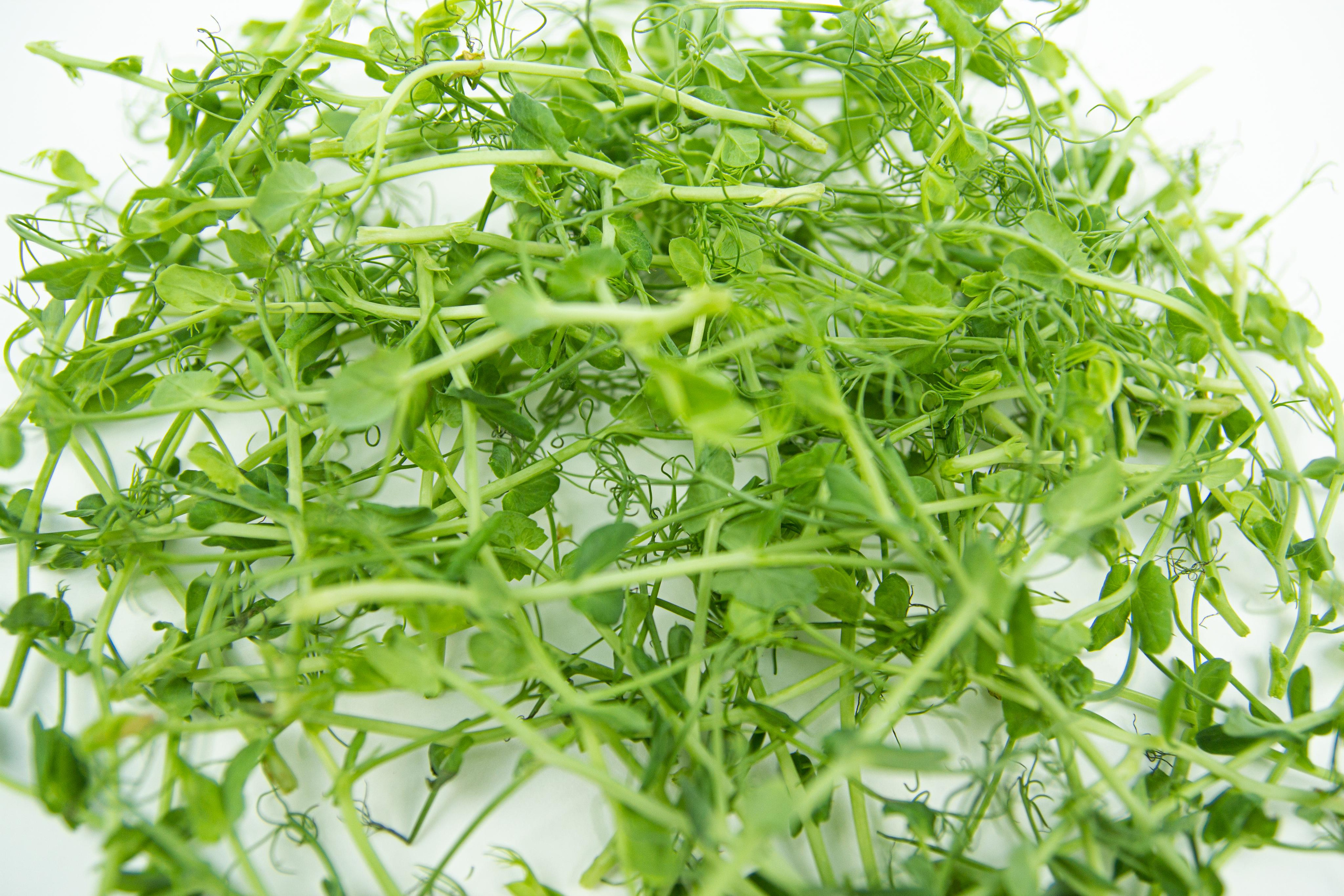 Микрозелень. Фотограф Ирина Колесникова