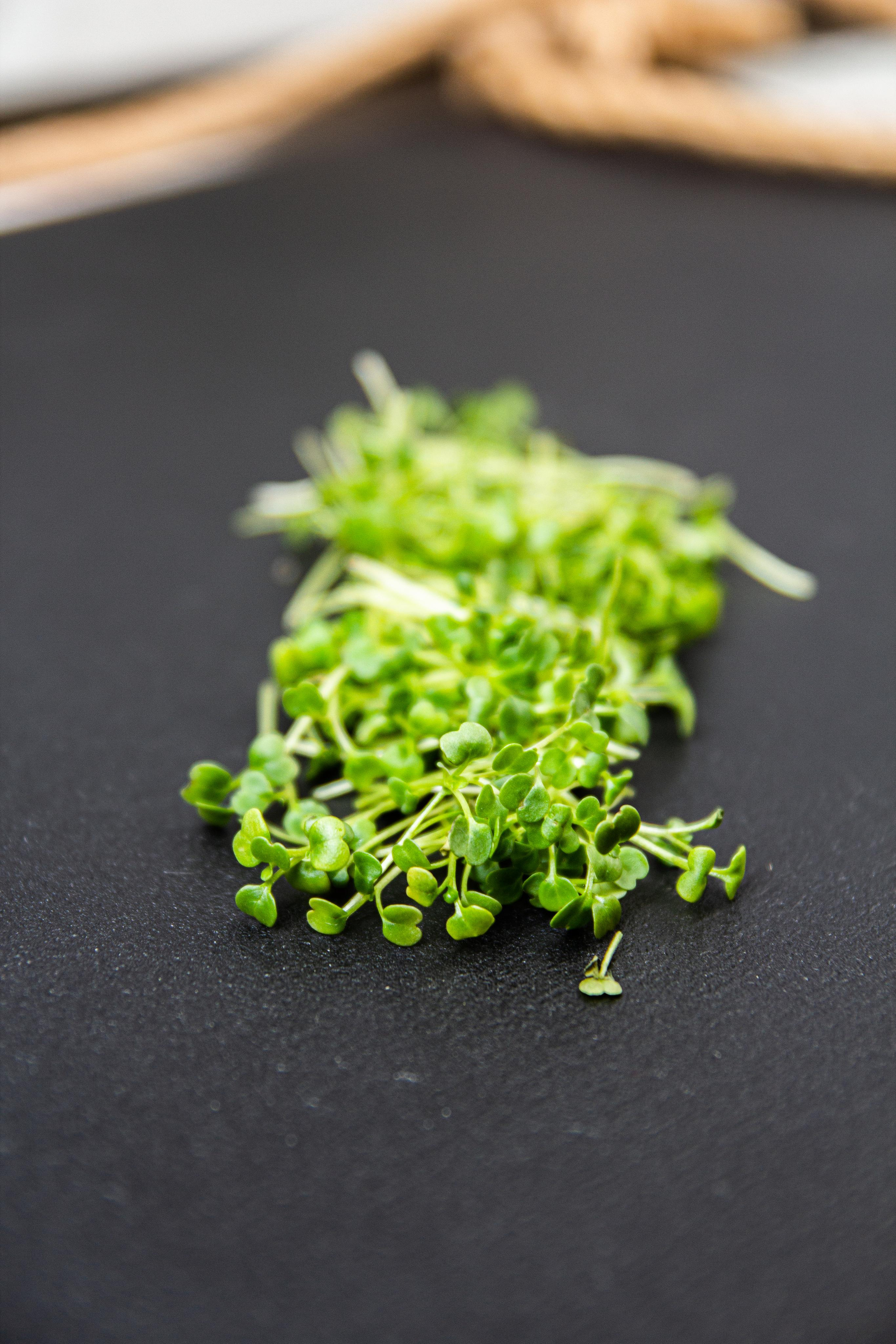 Микрозелень. Фотограф Ирина Колесникова