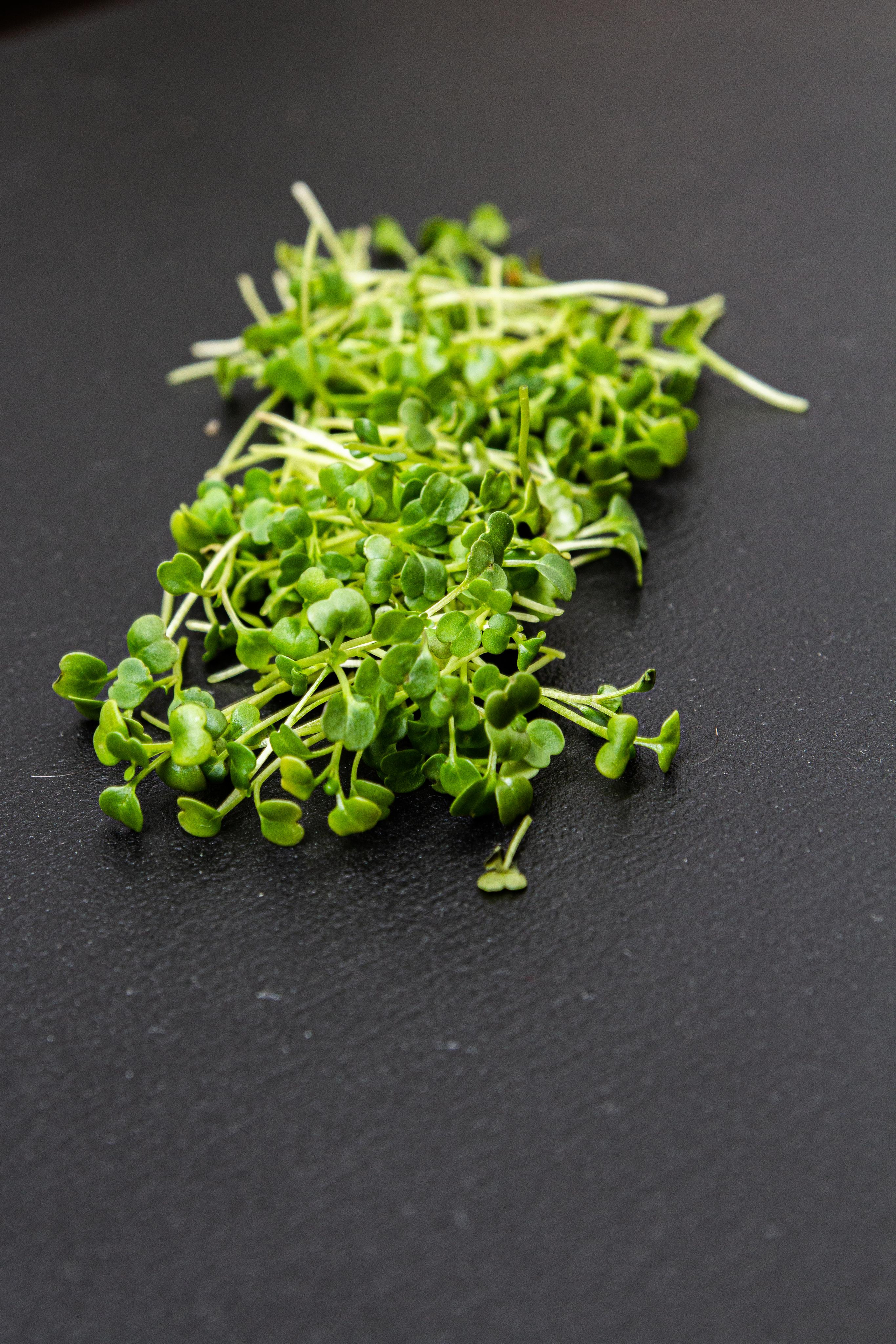 Микрозелень. Фотограф Ирина Колесникова