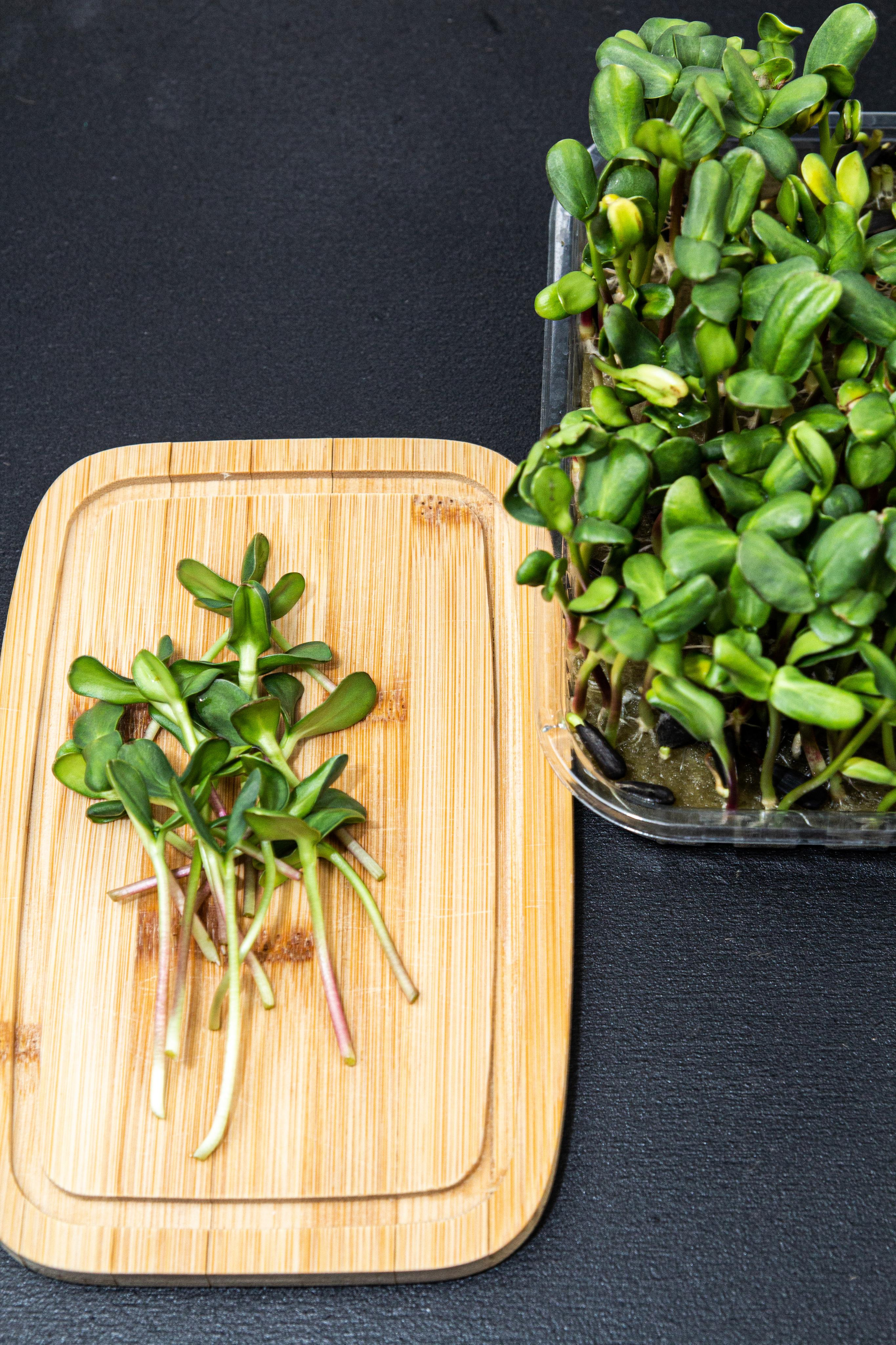 Микрозелень. Фотограф Ирина Колесникова