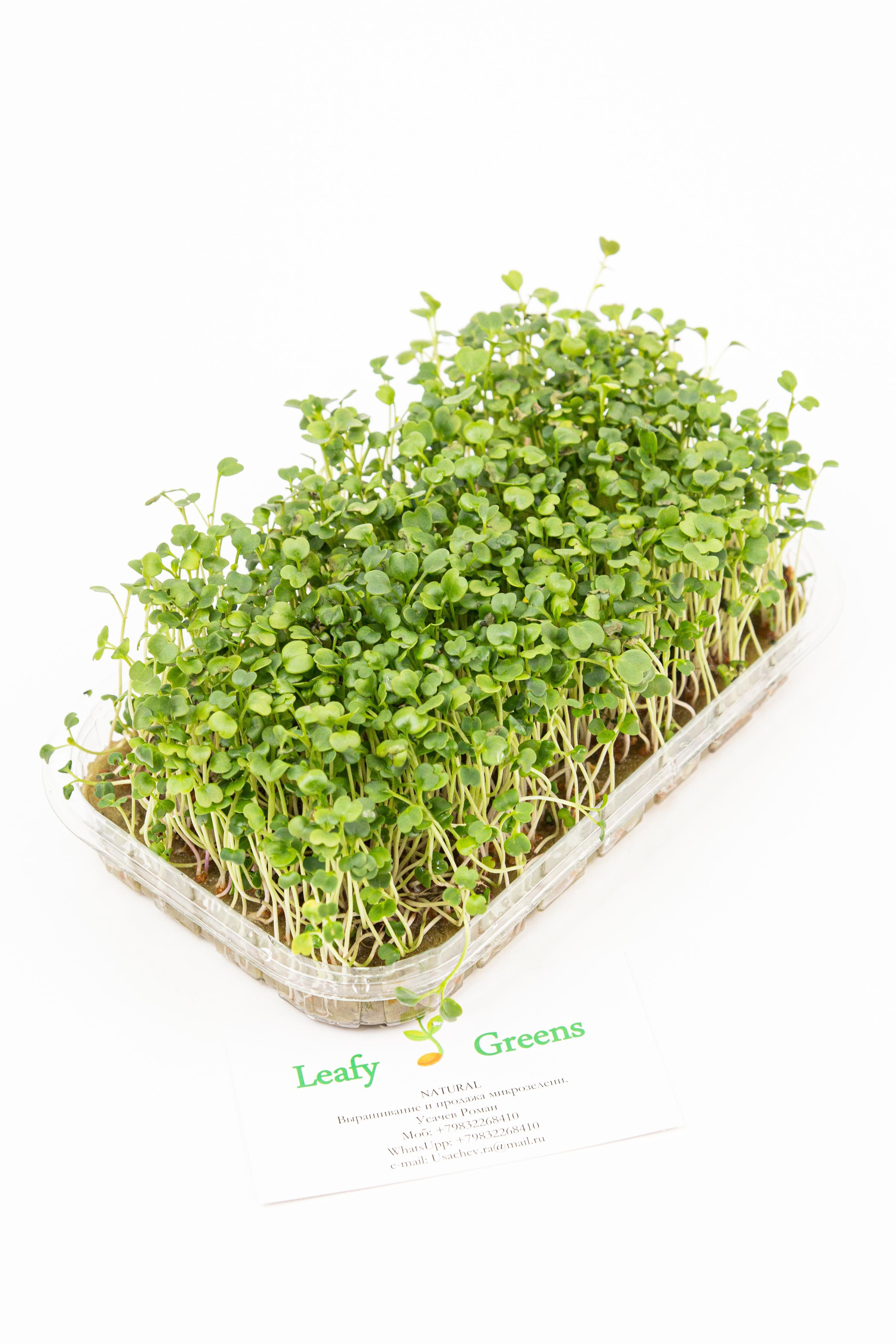 Микрозелень. Фотограф Ирина Колесникова