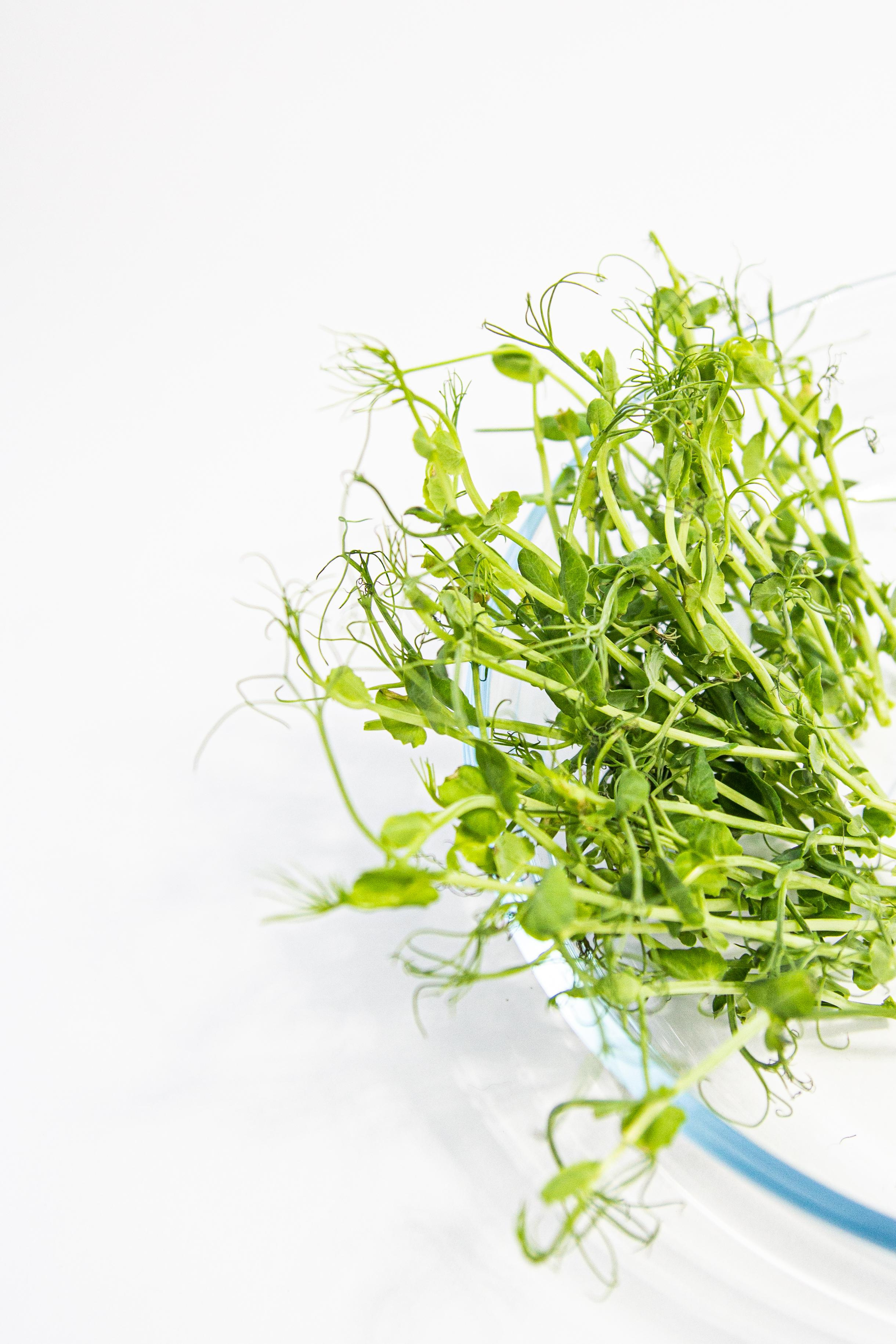 Микрозелень. Фотограф Ирина Колесникова