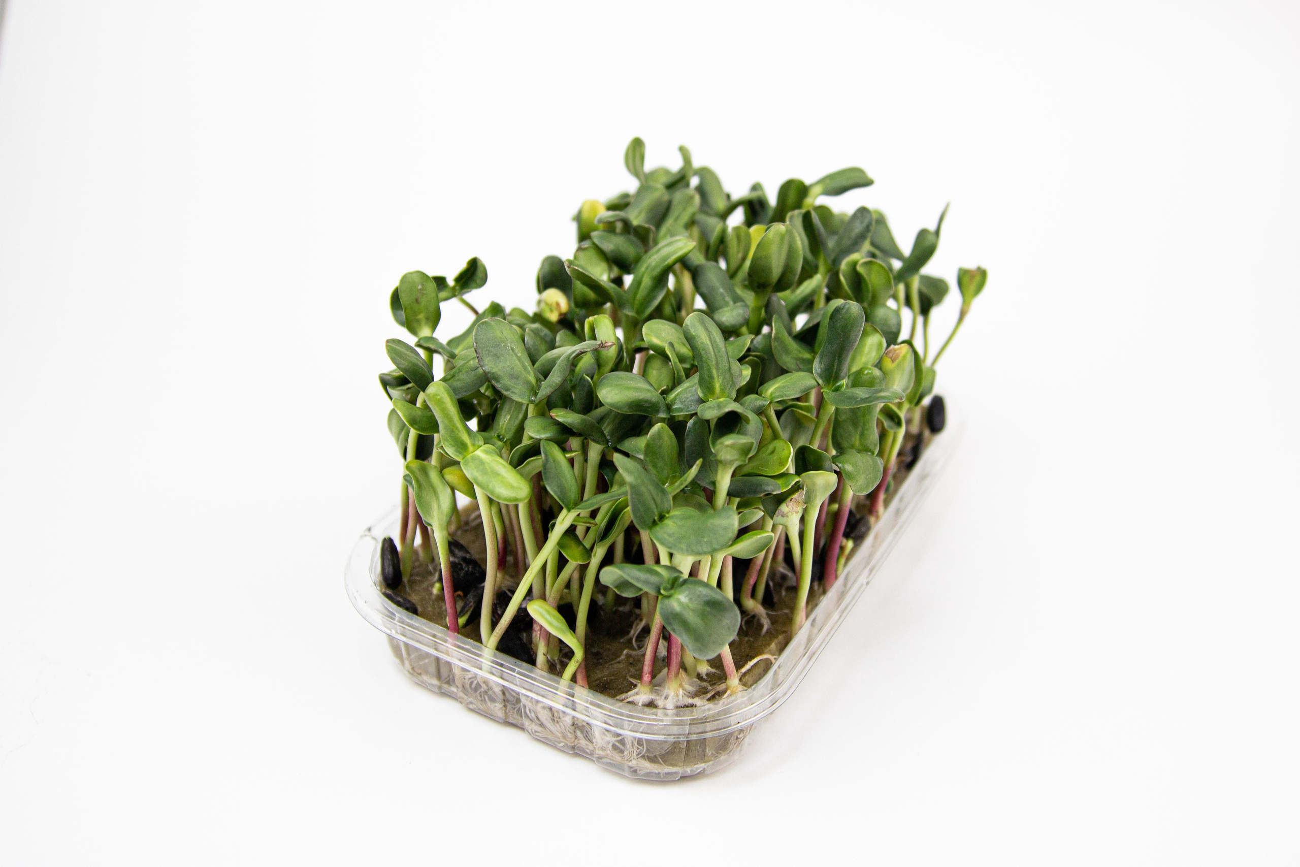 Микрозелень. Фотограф Ирина Колесникова