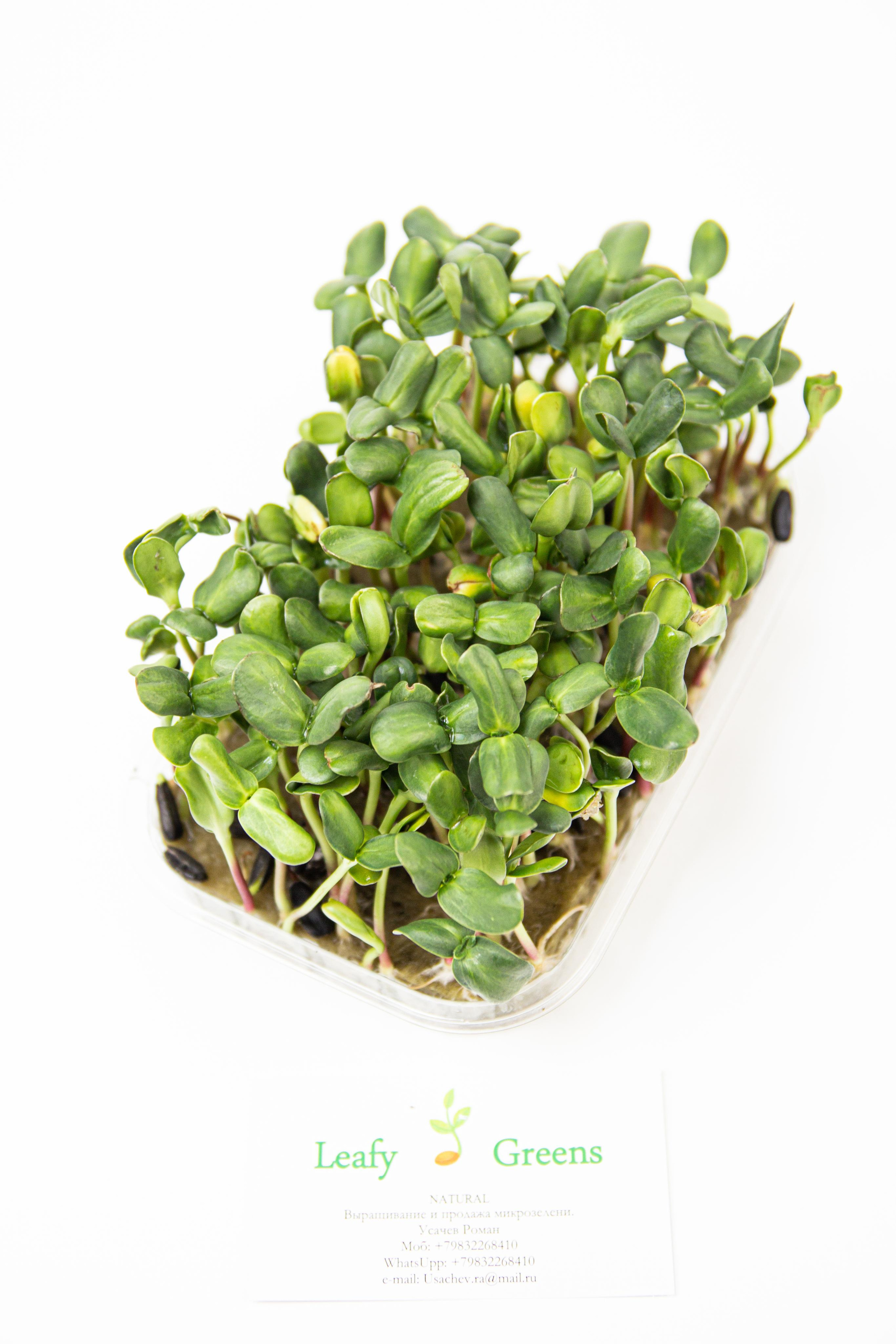 Микрозелень. Фотограф Ирина Колесникова