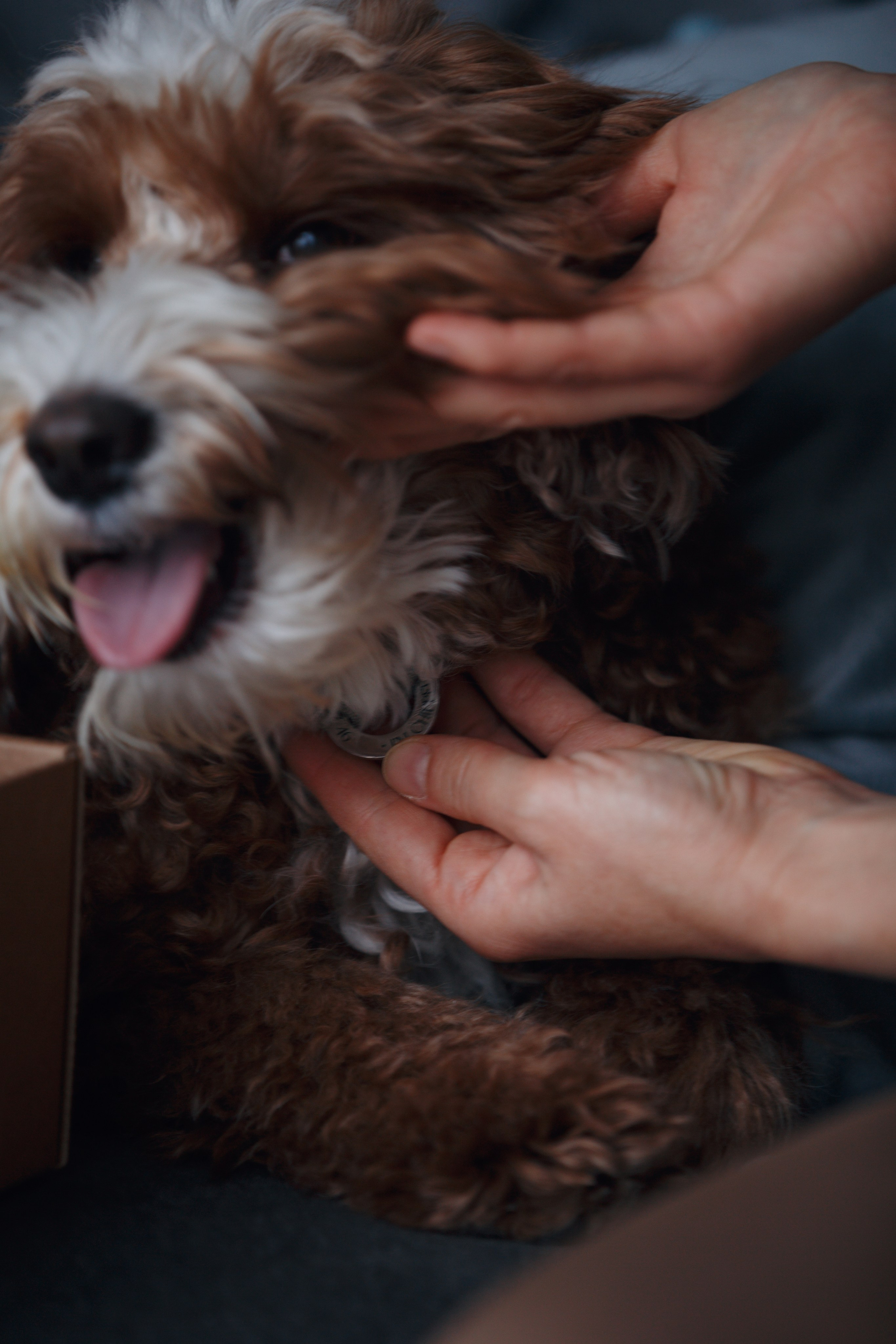 Bmbh лежанки и адресники. Фотограф анималист Кристина Карпова, Москва