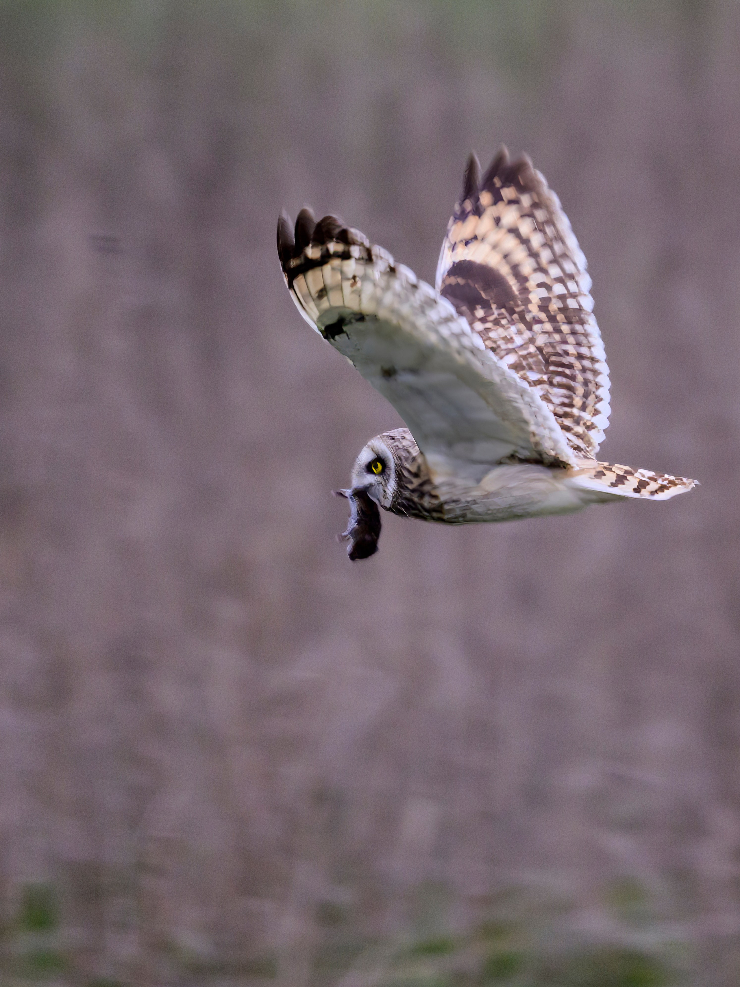 Завтрак совы. Wildlife photography by Sergey Puponin
