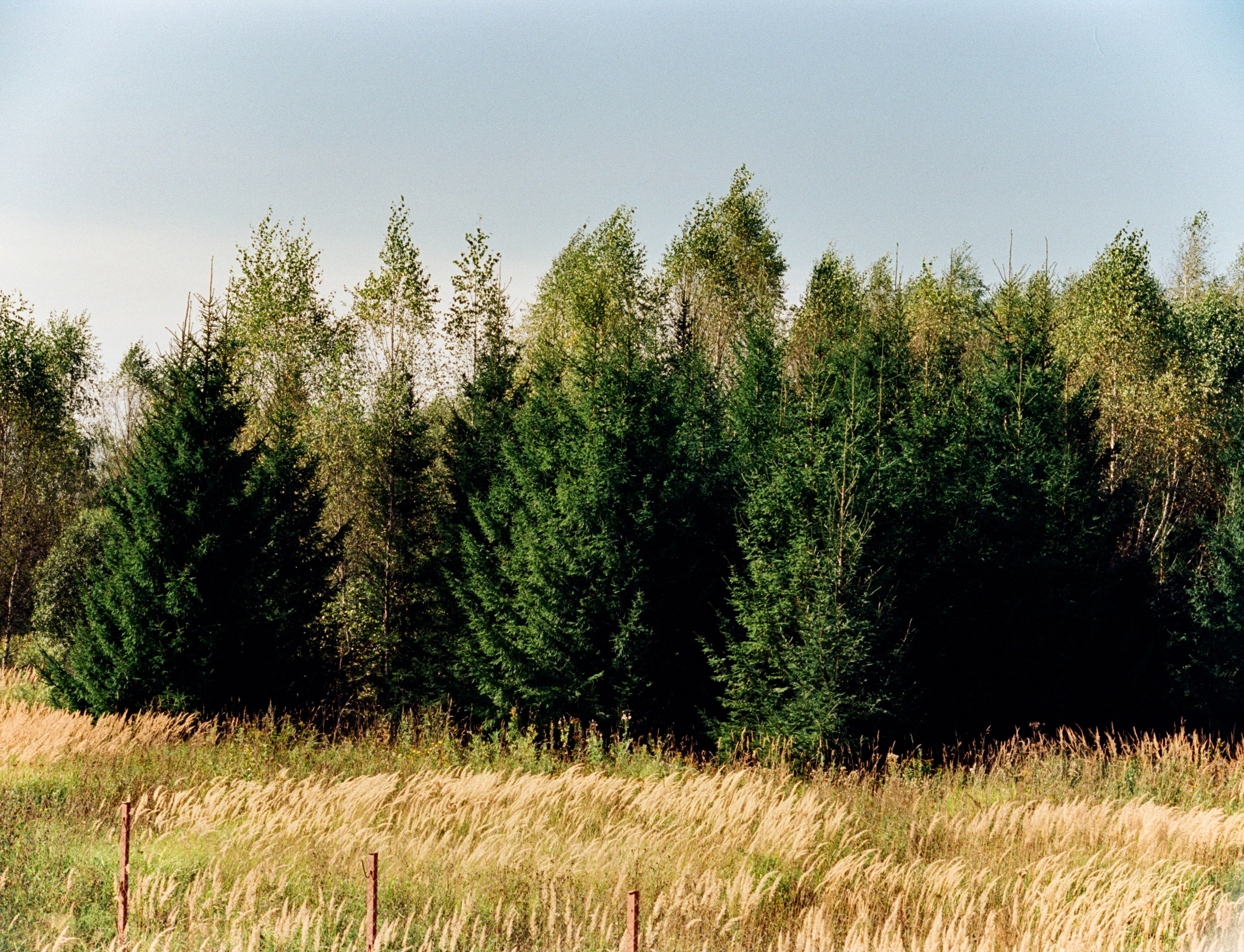 Nikon F100 примеры фотографий