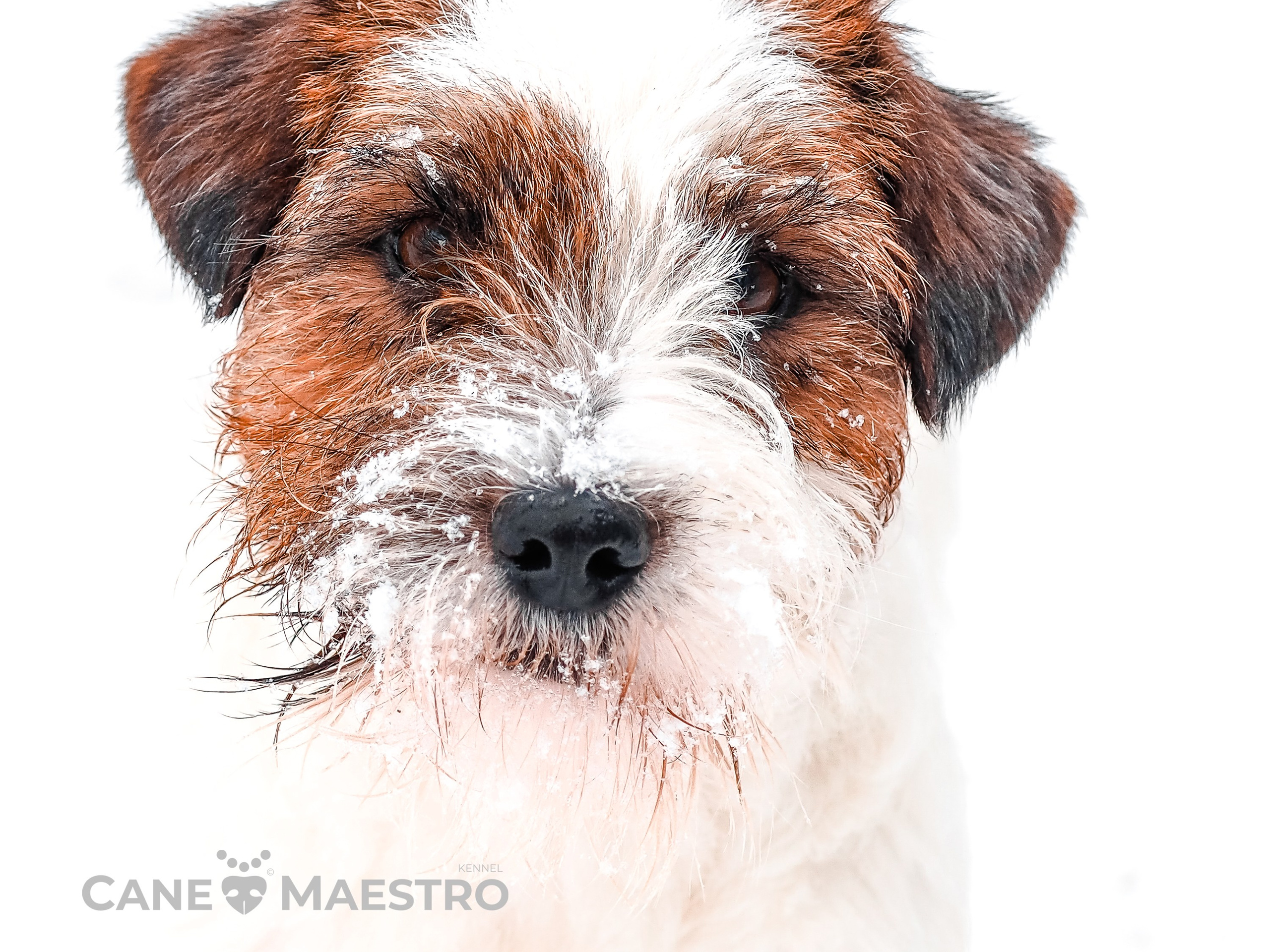 Жесткошерстный. б/рыж. Джек рассел терьер. КАНЕ МАЭСТРО СТИМОРОЛ АЙС. КАНЕ МАЭСТРО — питомник Джек рассел терьеров