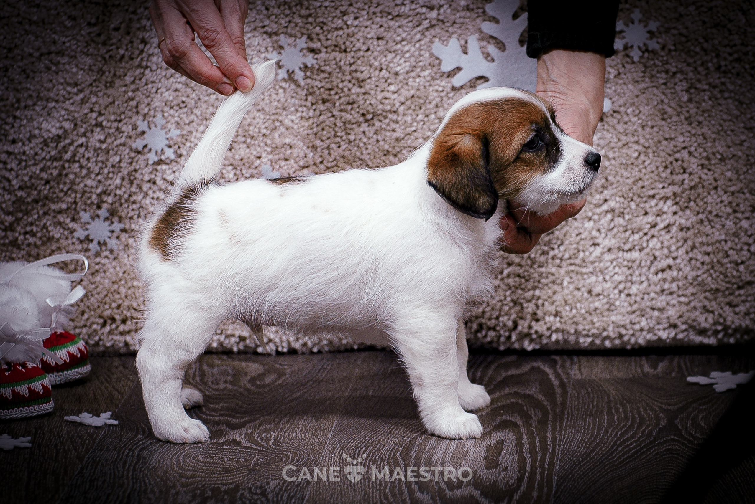 3КОБЛ_СНЕГОВИК. CANE MAESTRO — kennel Jack Russell Terrier
