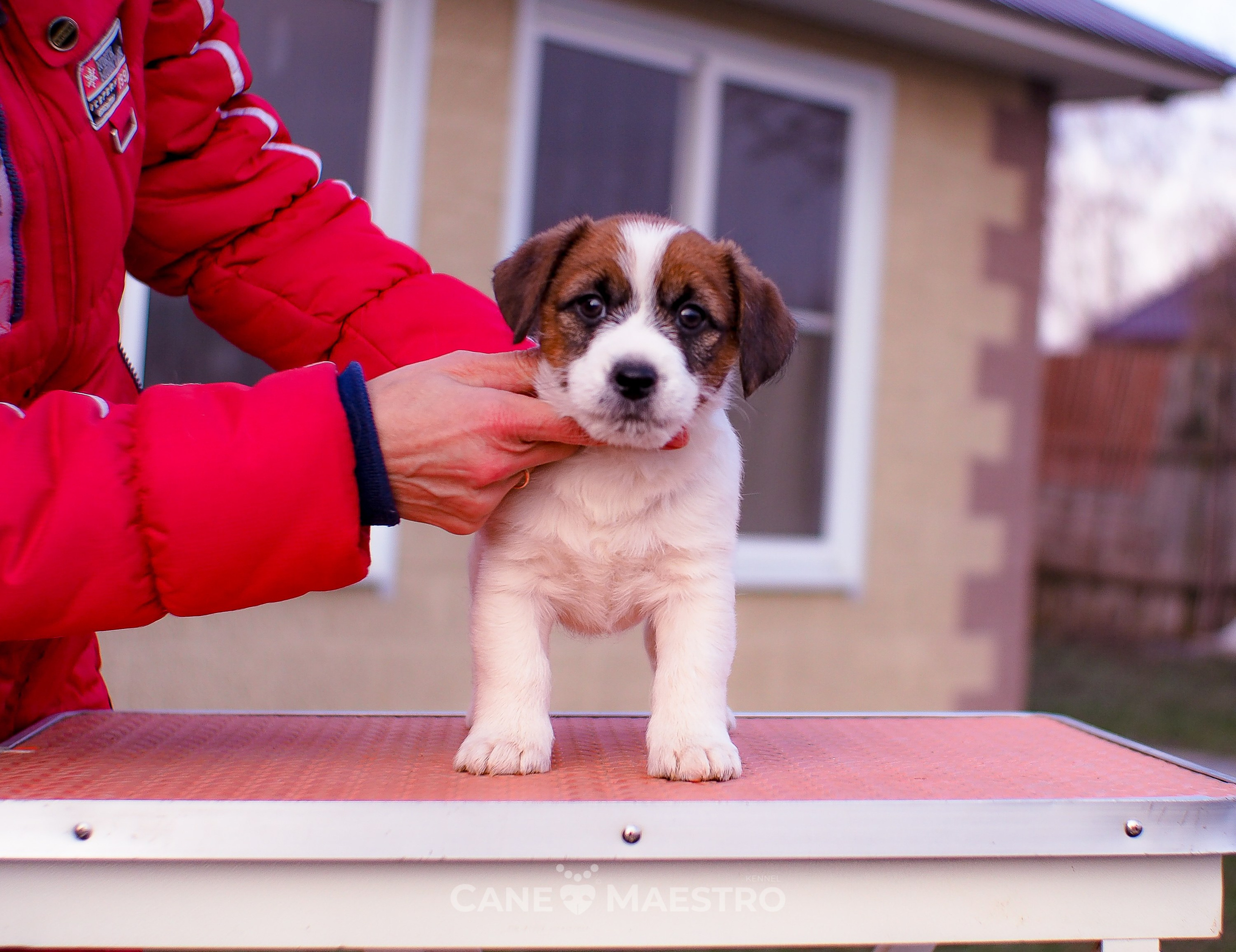 Мальчик 2. Кобель бело-рыжий. Джек рассел терьер щенок. КАНЕ МАЭСТРО — питомник Джек рассел терьеров