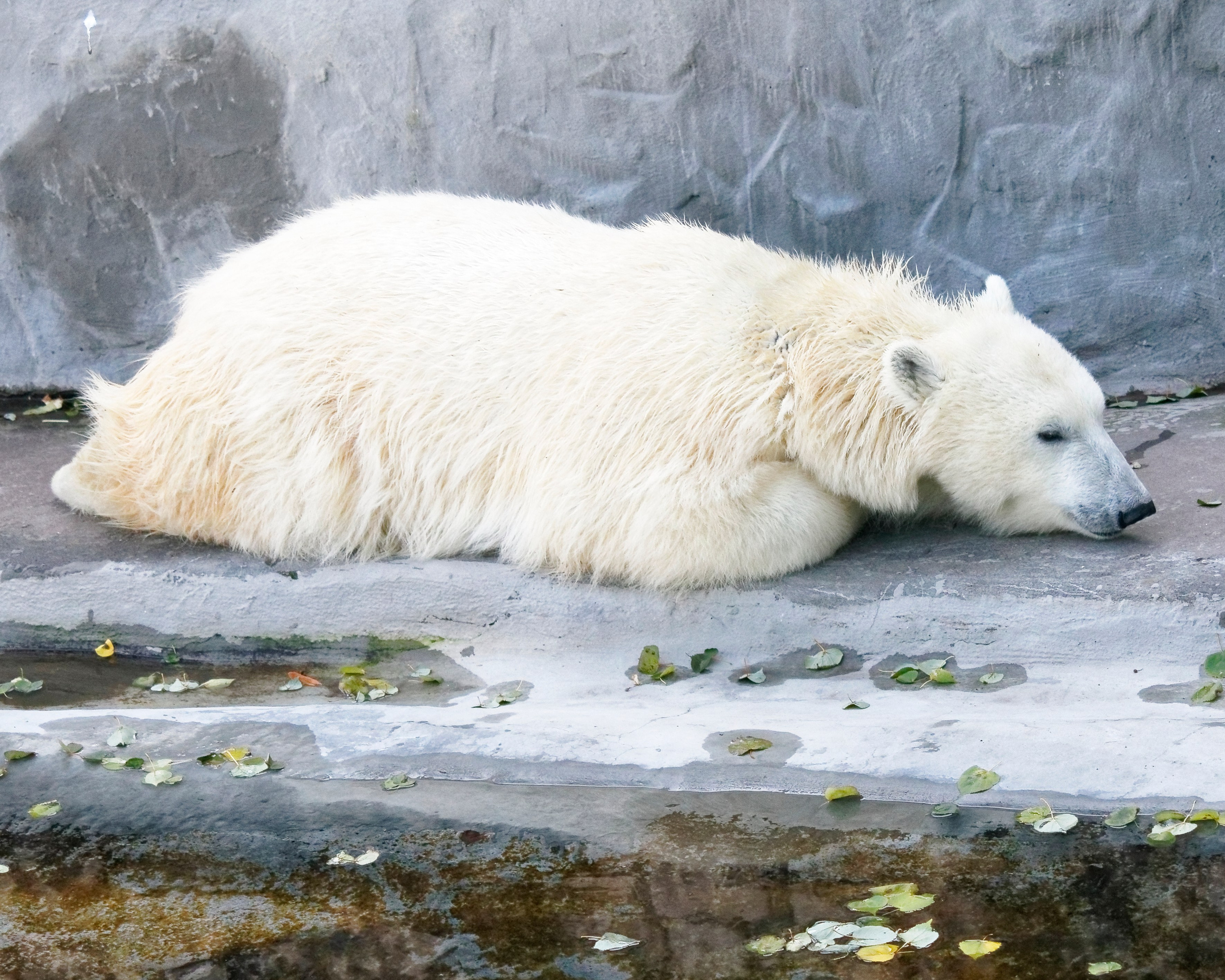 МОСКОВСКИЙ ЗООПАРК. Фотограф Владимир Роля