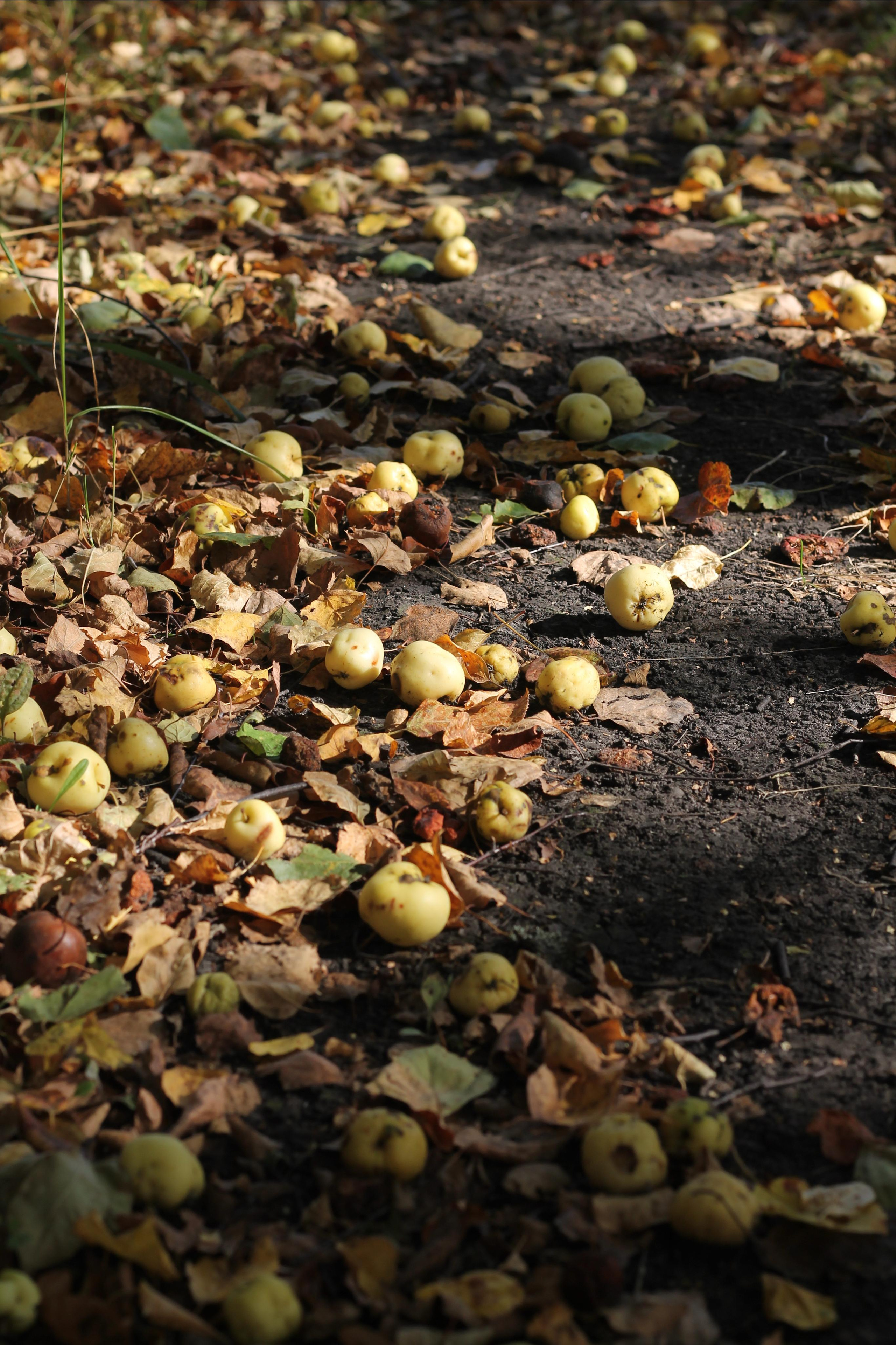 Wallpaper. Семейный фотограф Ирина Крючкова