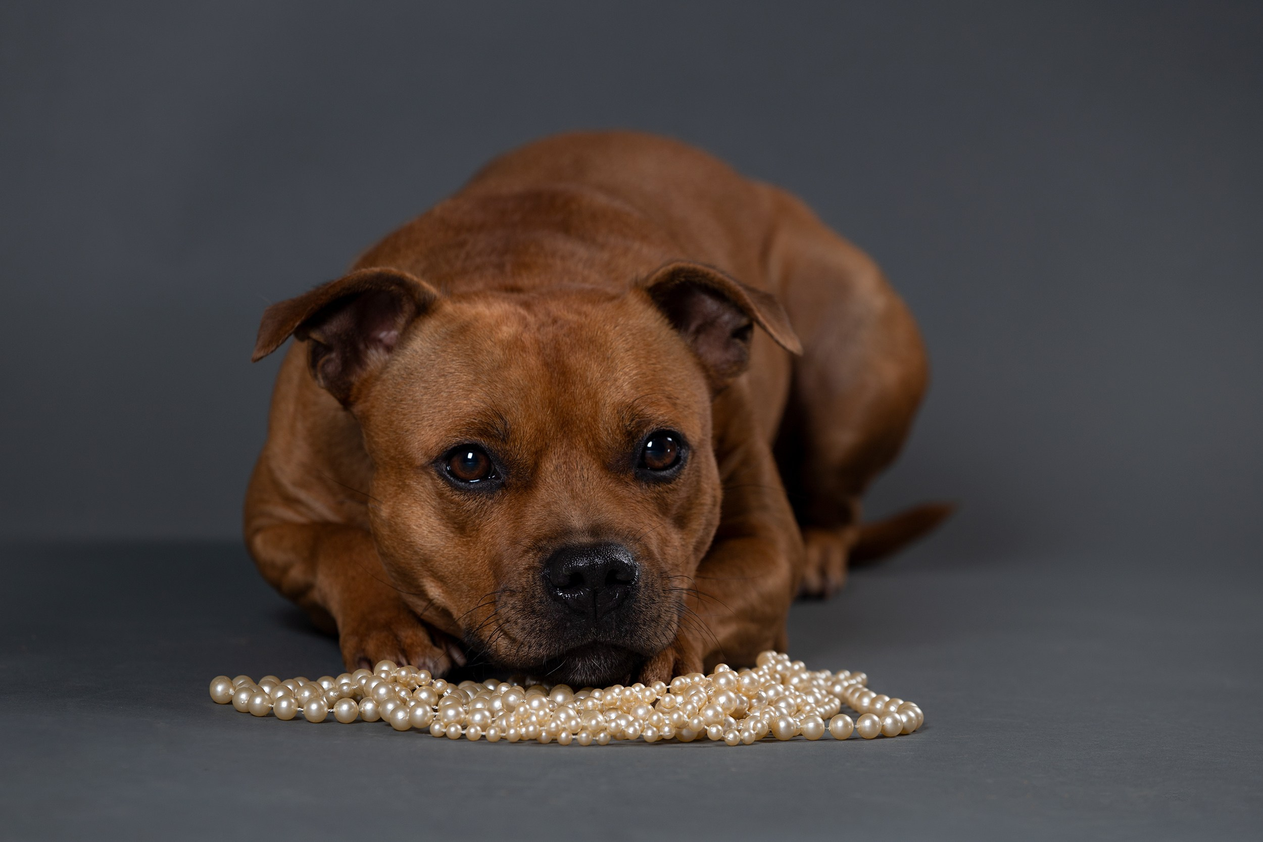 Студия. Фотограф-анималист в Калуге Мария Шерскова