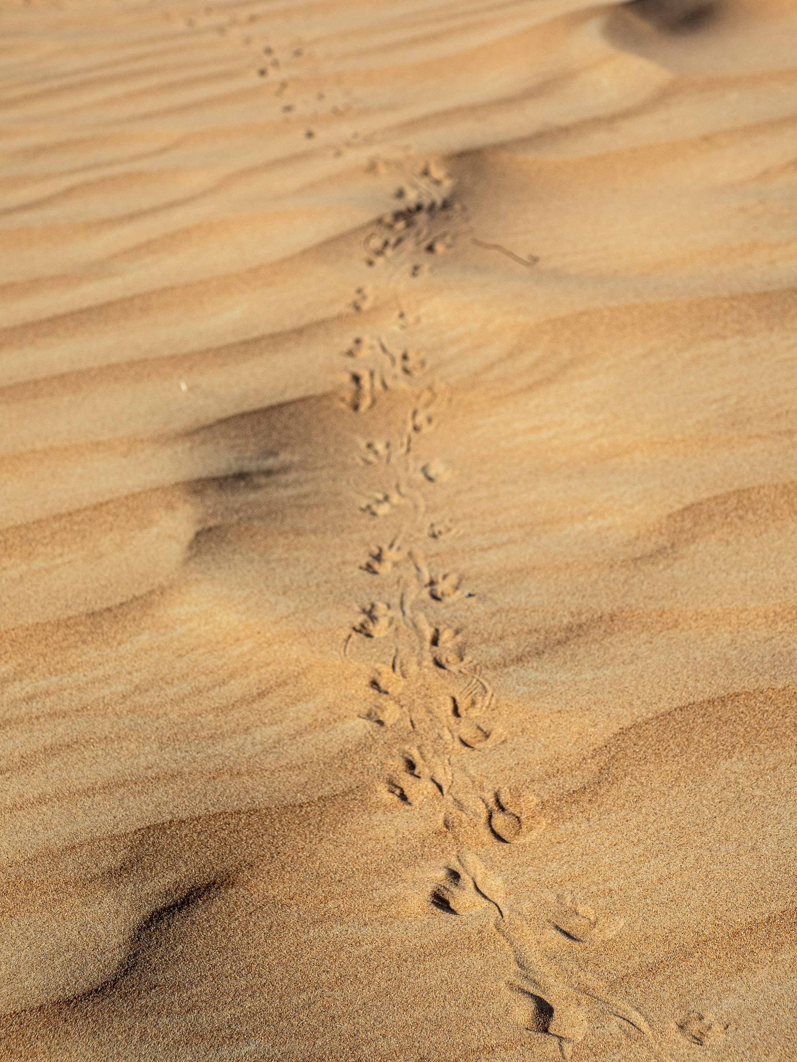 Эмираты, 2023. Творческие сьемки