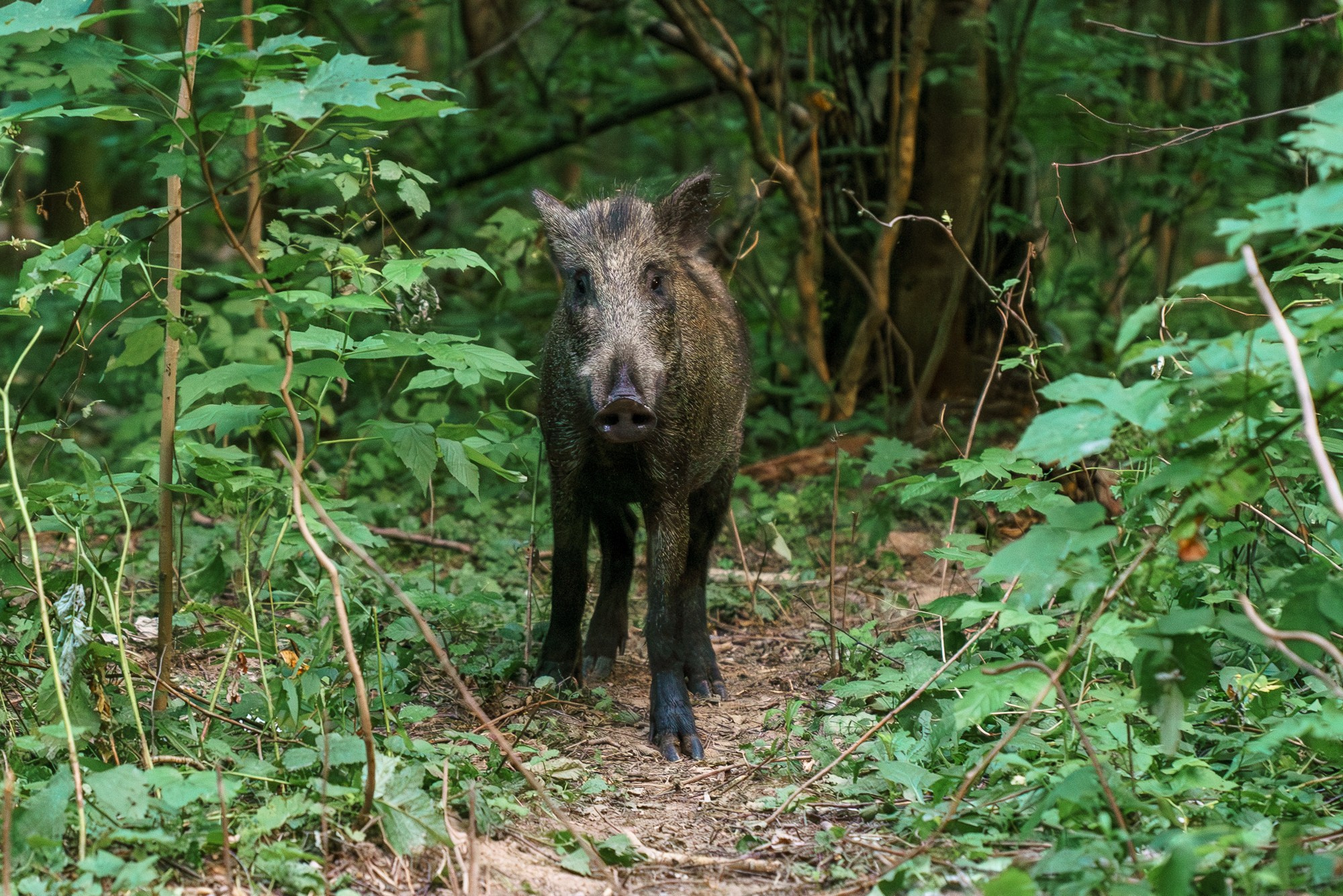 Животные. Ваш личный фотограф Марина Волкова