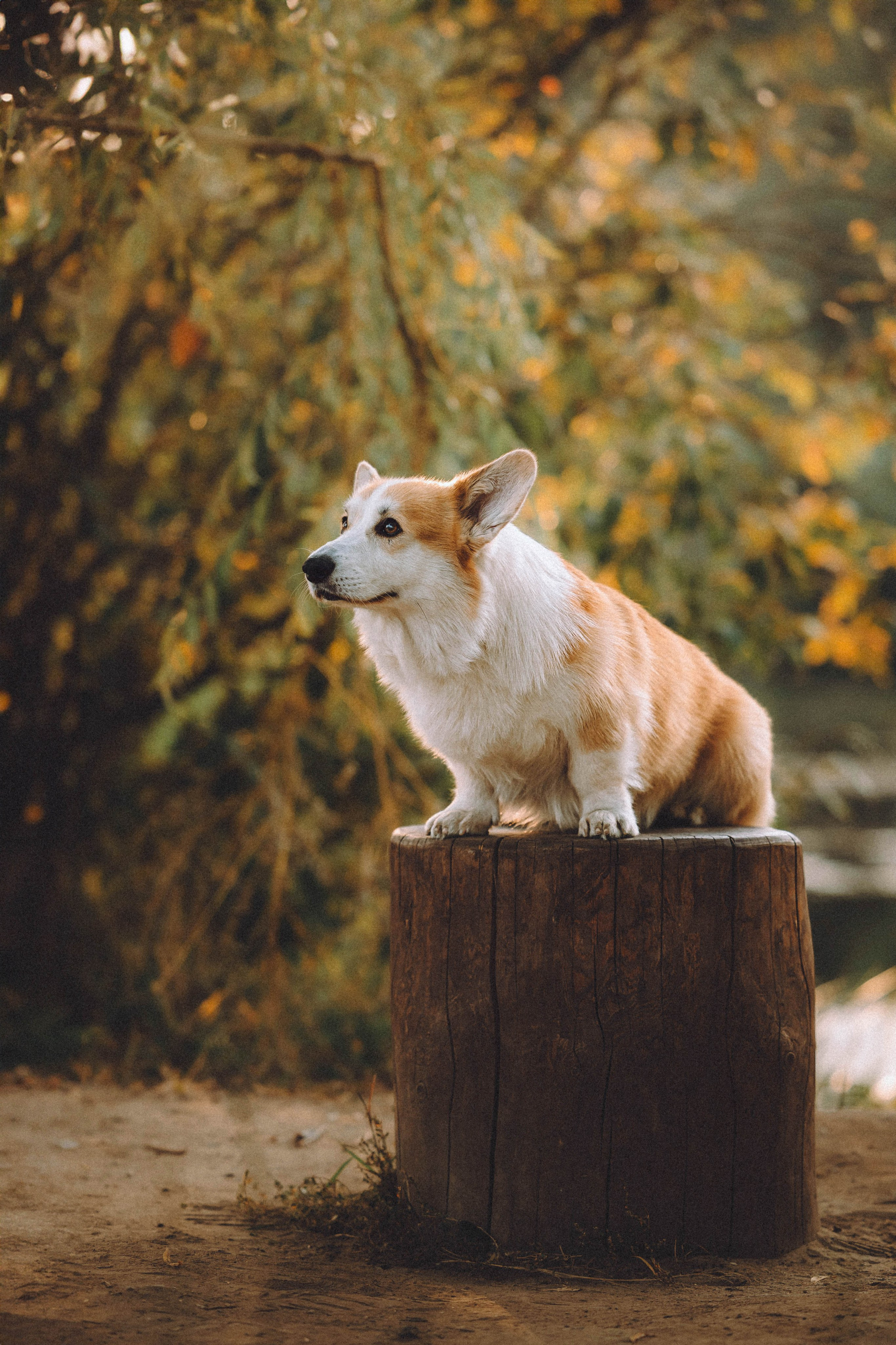 Арчи и его семья