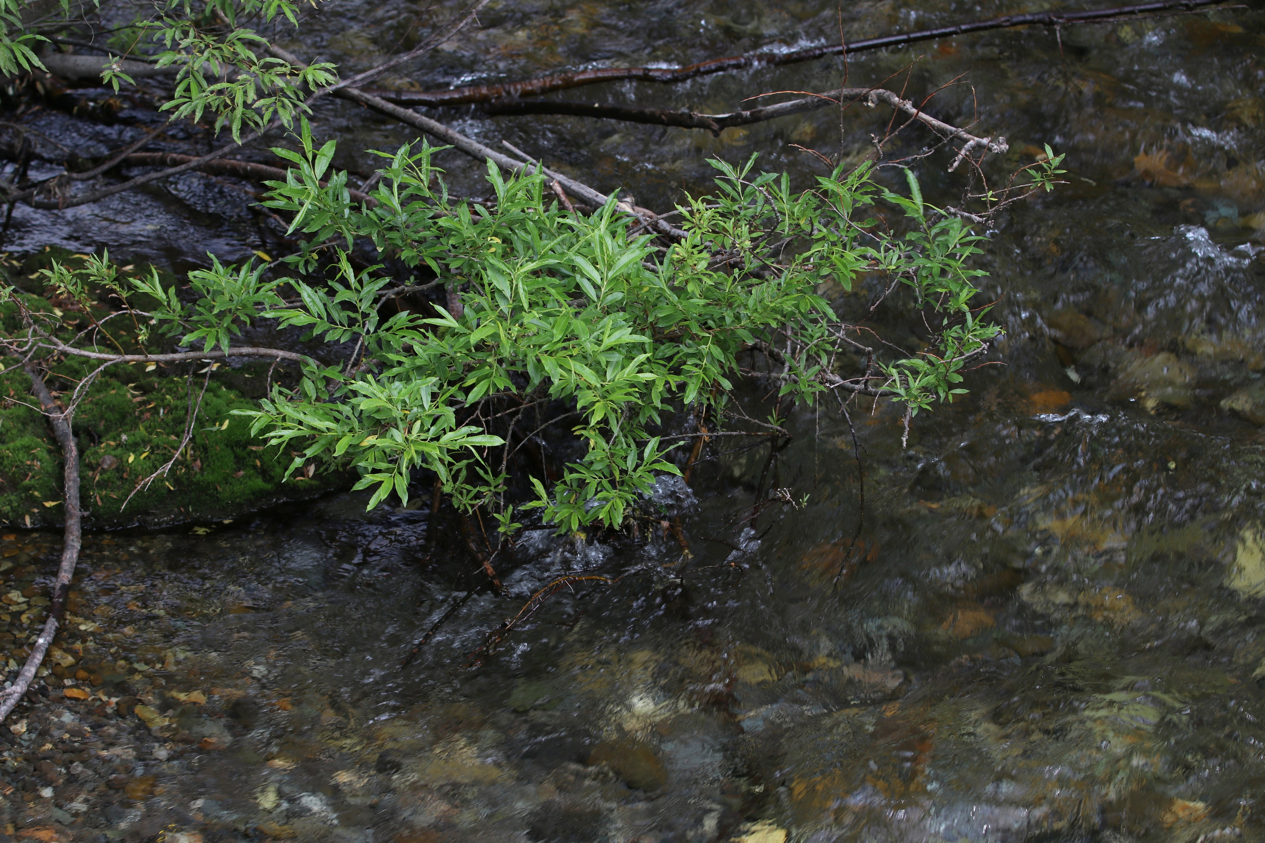 Камчатка и о. Парамушир. Июль 2024. Путешественник-фотограф из Санкт-Петербурга Татьяна Свистулина