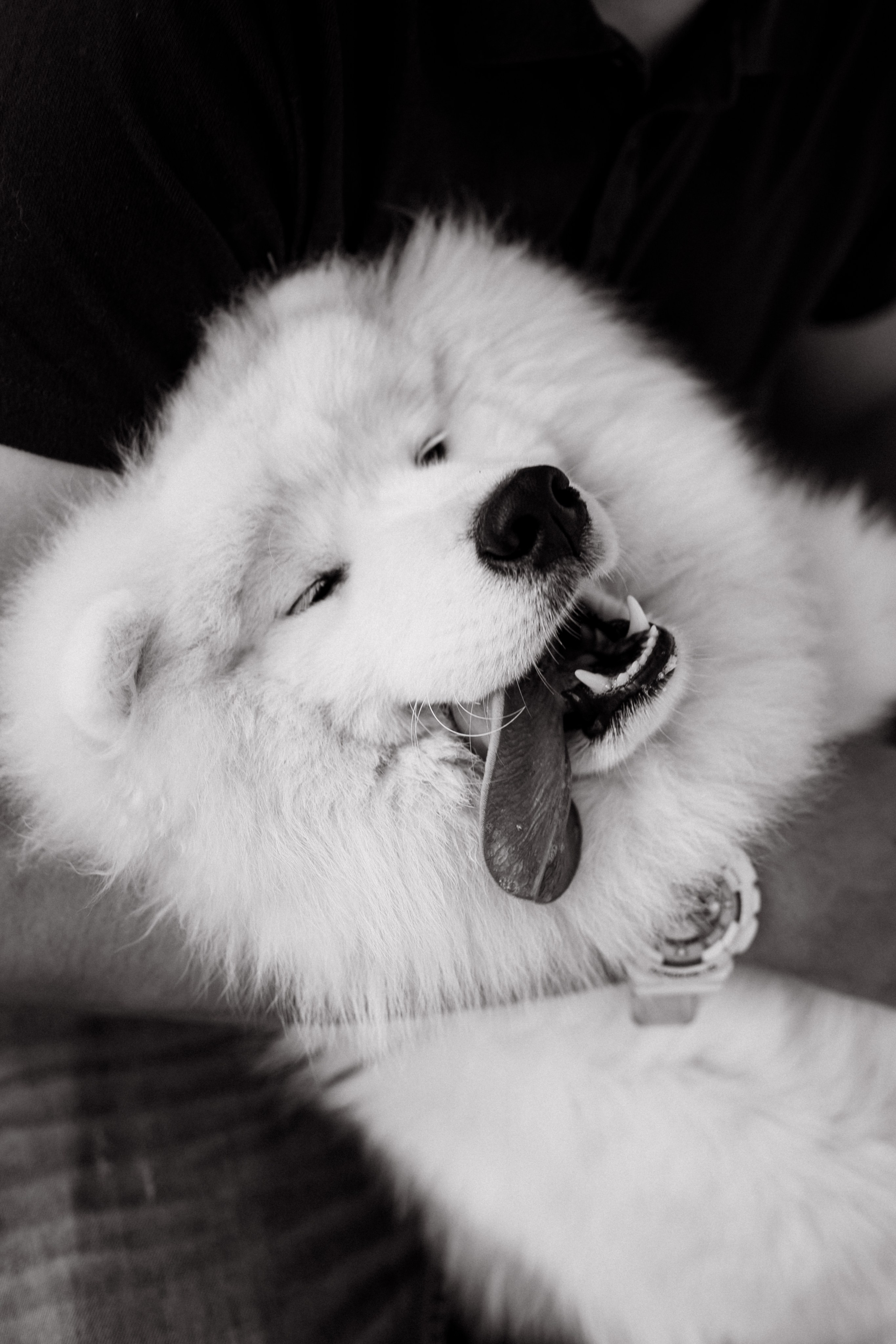 Пушистое облачко. Свадебный и семейный фотограф в Красноярске Сиско Ксения