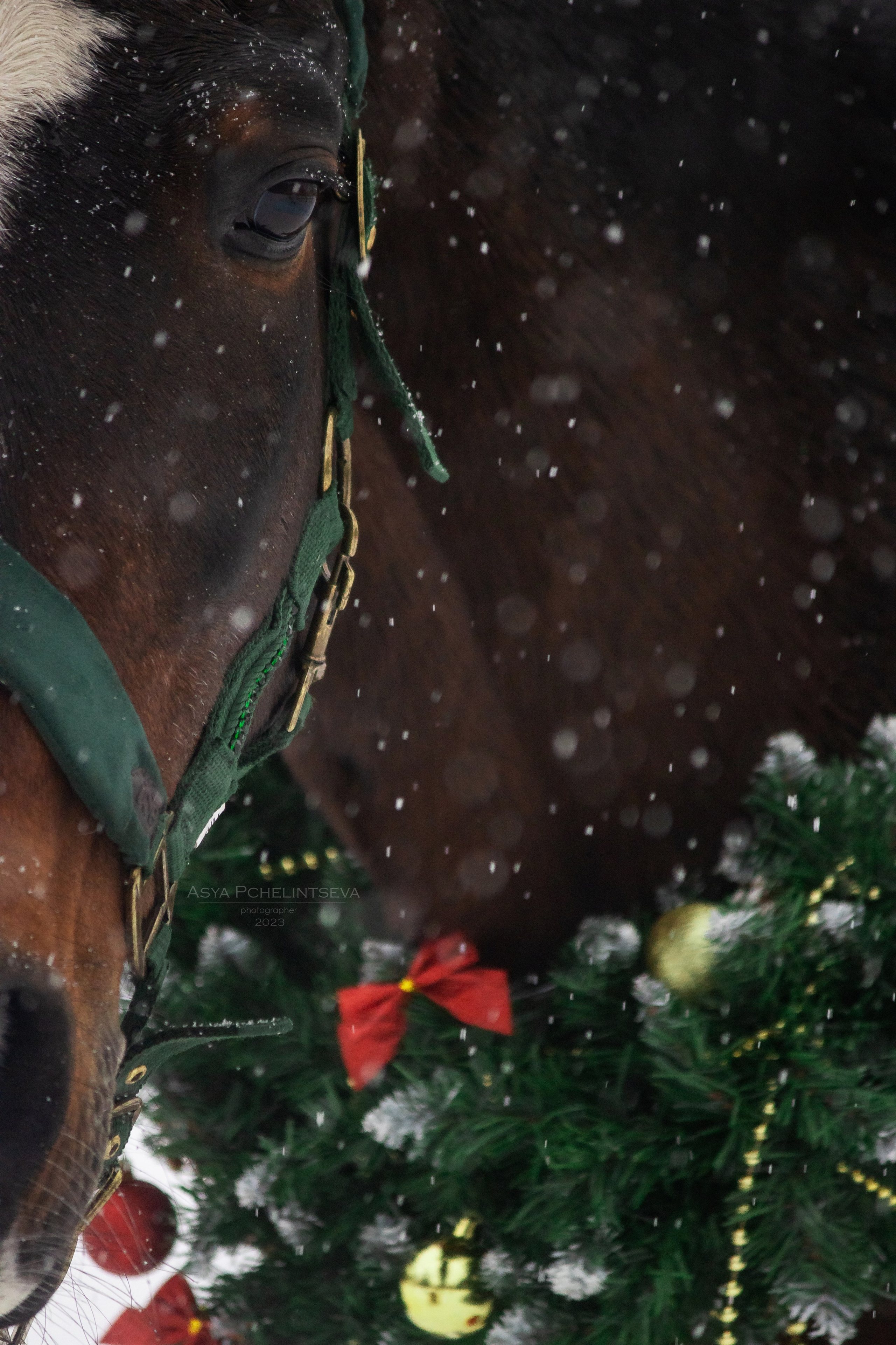 Новогоднее. Ася Пчелинцева, фотограф в СПб и ЛО