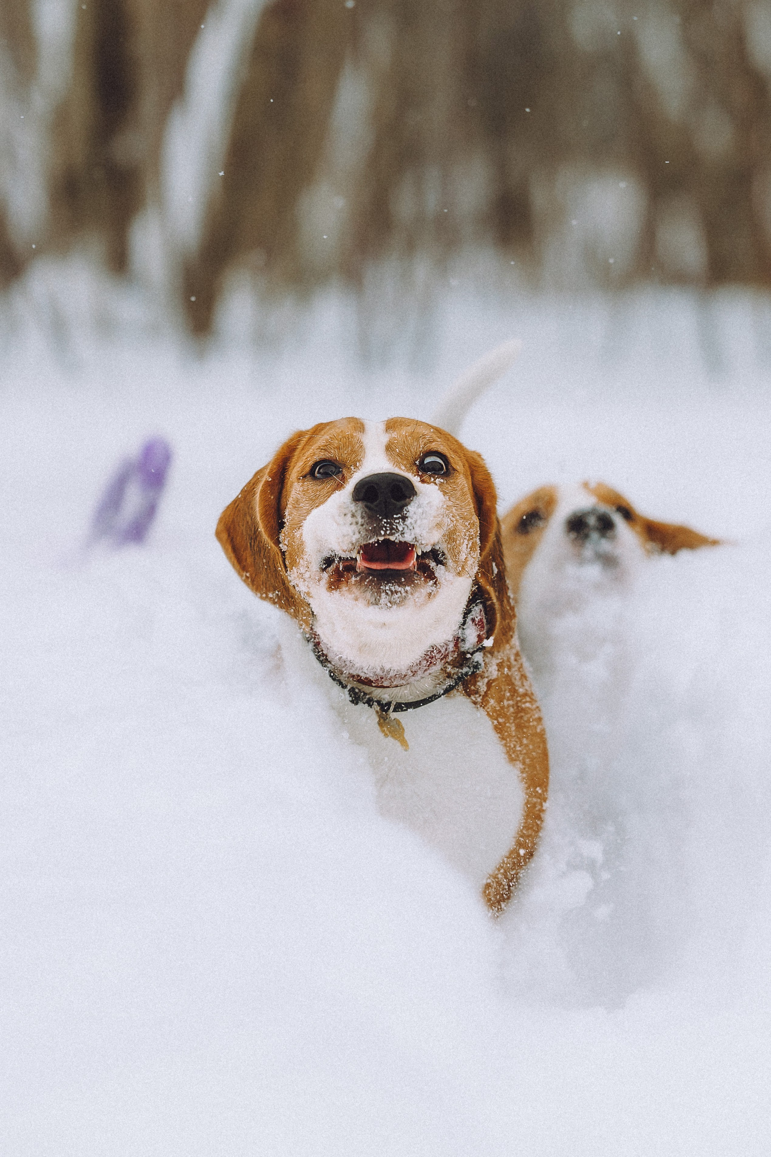 Роман, Портер и Коррес