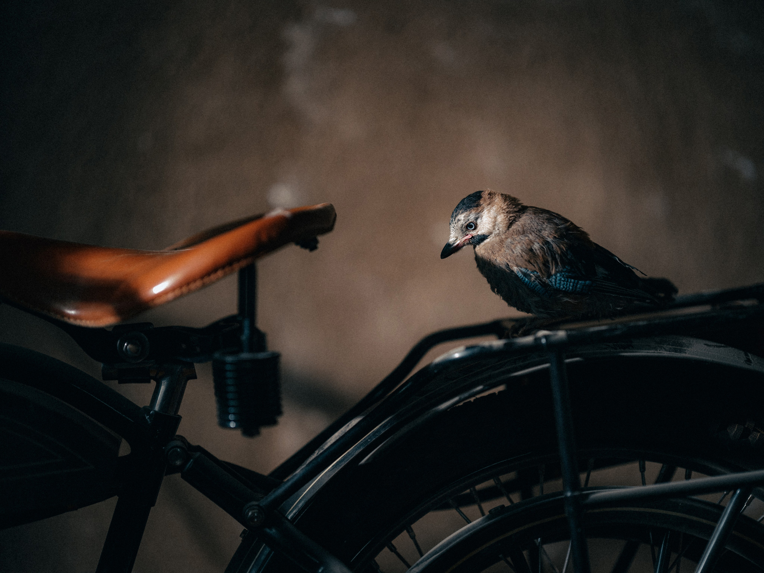 Съемка мотоцикла 1908 года производства для частной коллекции. Фотограф Олег Сотник