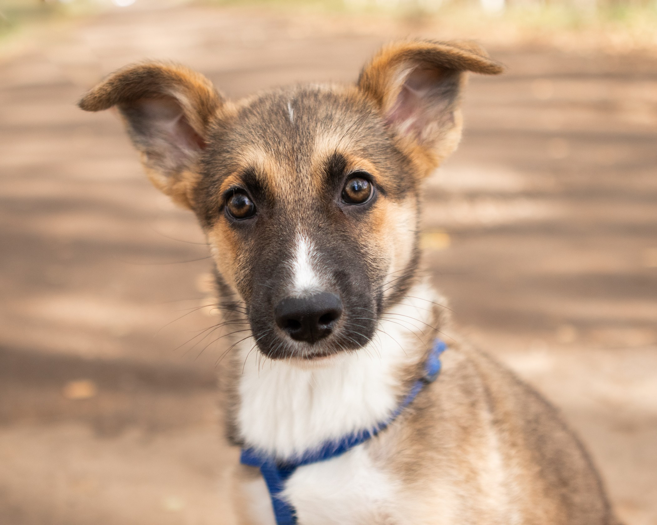 Собаки. Фотограф-анималист Полина Колкова | Москва