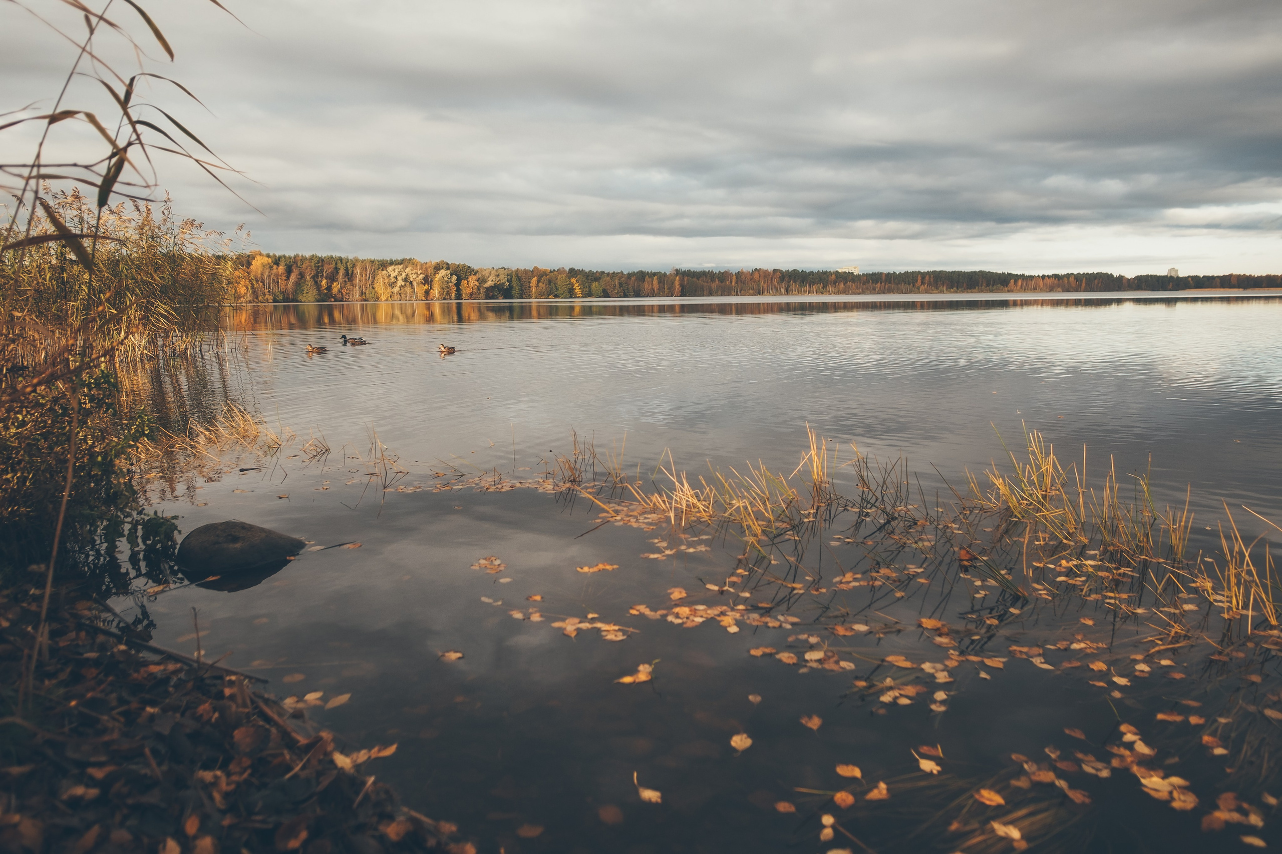 Сестрорецк. Свадебный фотограф Копков Геннадий