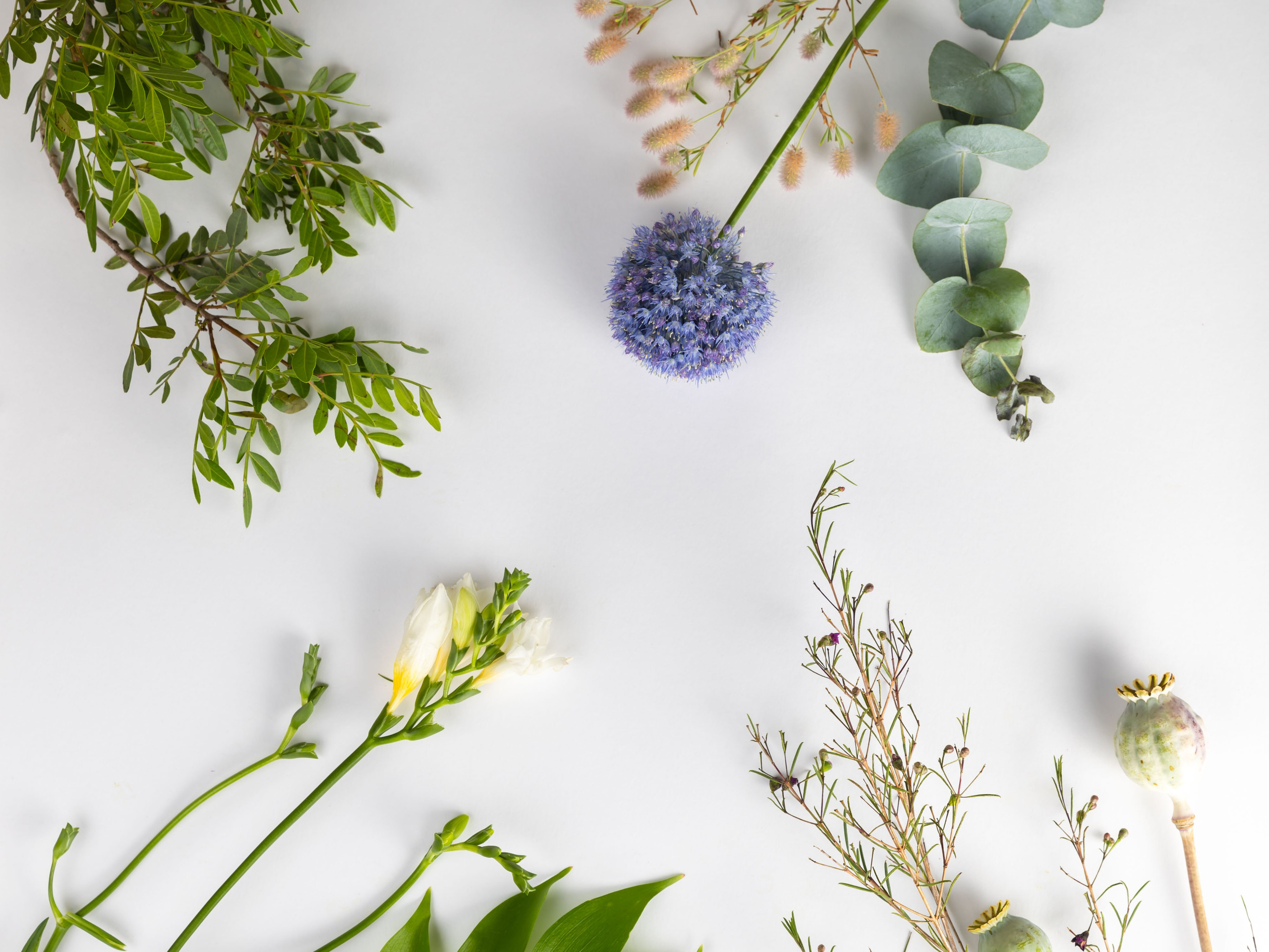 01.08.2025 Фотосессия Цветополис. ФОТОГРАФ ВИНОГРАДОВА ДАРЬЯ