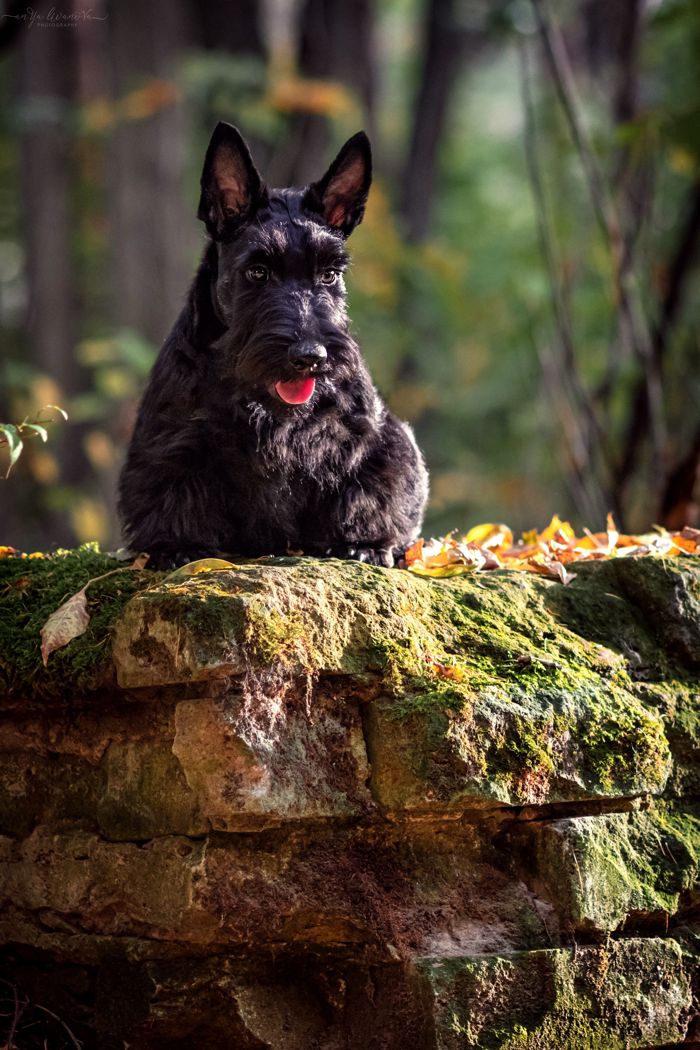 Скотчики Аврора и Амира. Фотограф анималист Аня Ливанова | Рыбинск