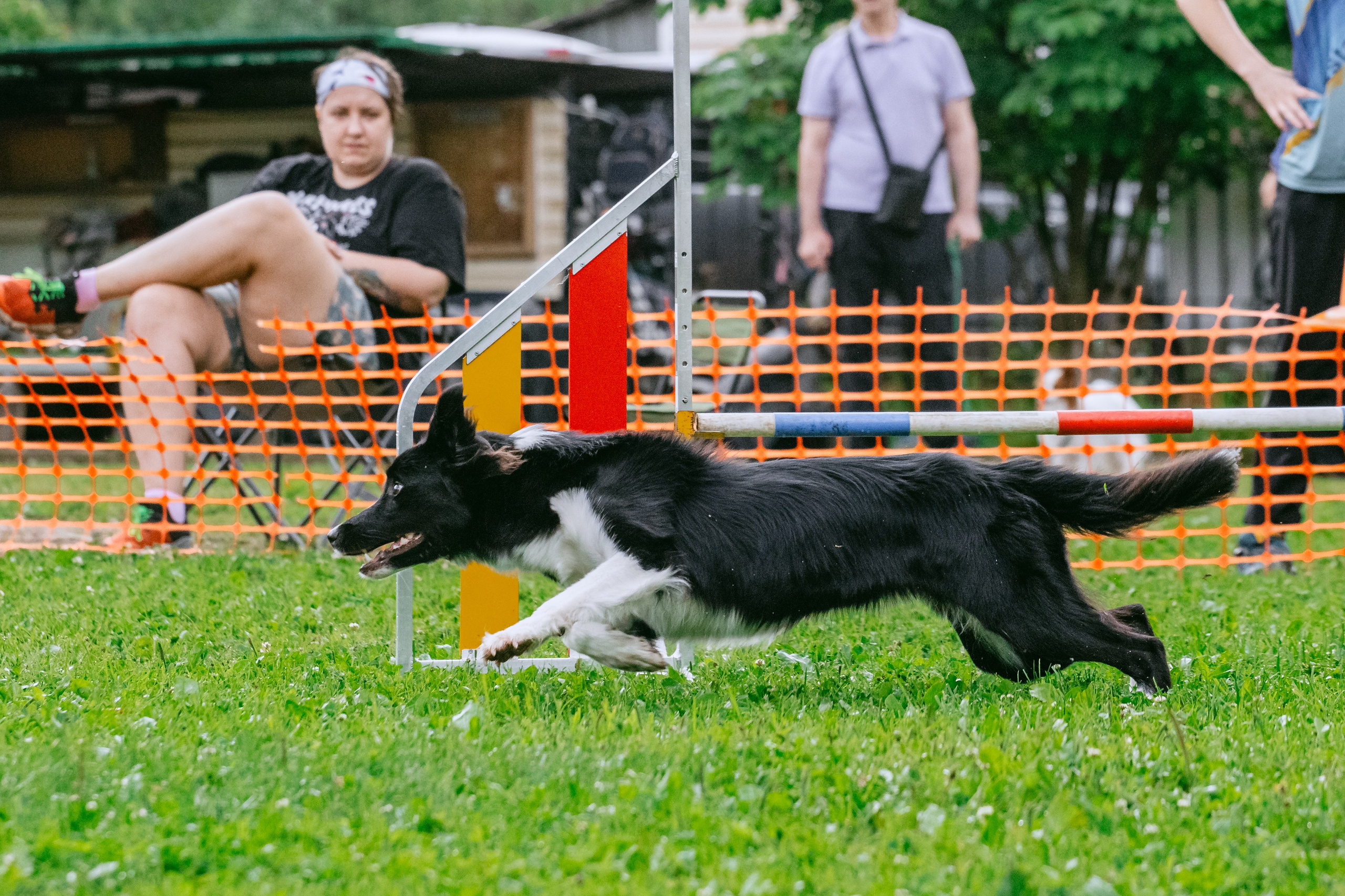 Соревнования по аджилити Долгопрудный 30.06.2025. Фотограф-анималист Татьяна Степанова