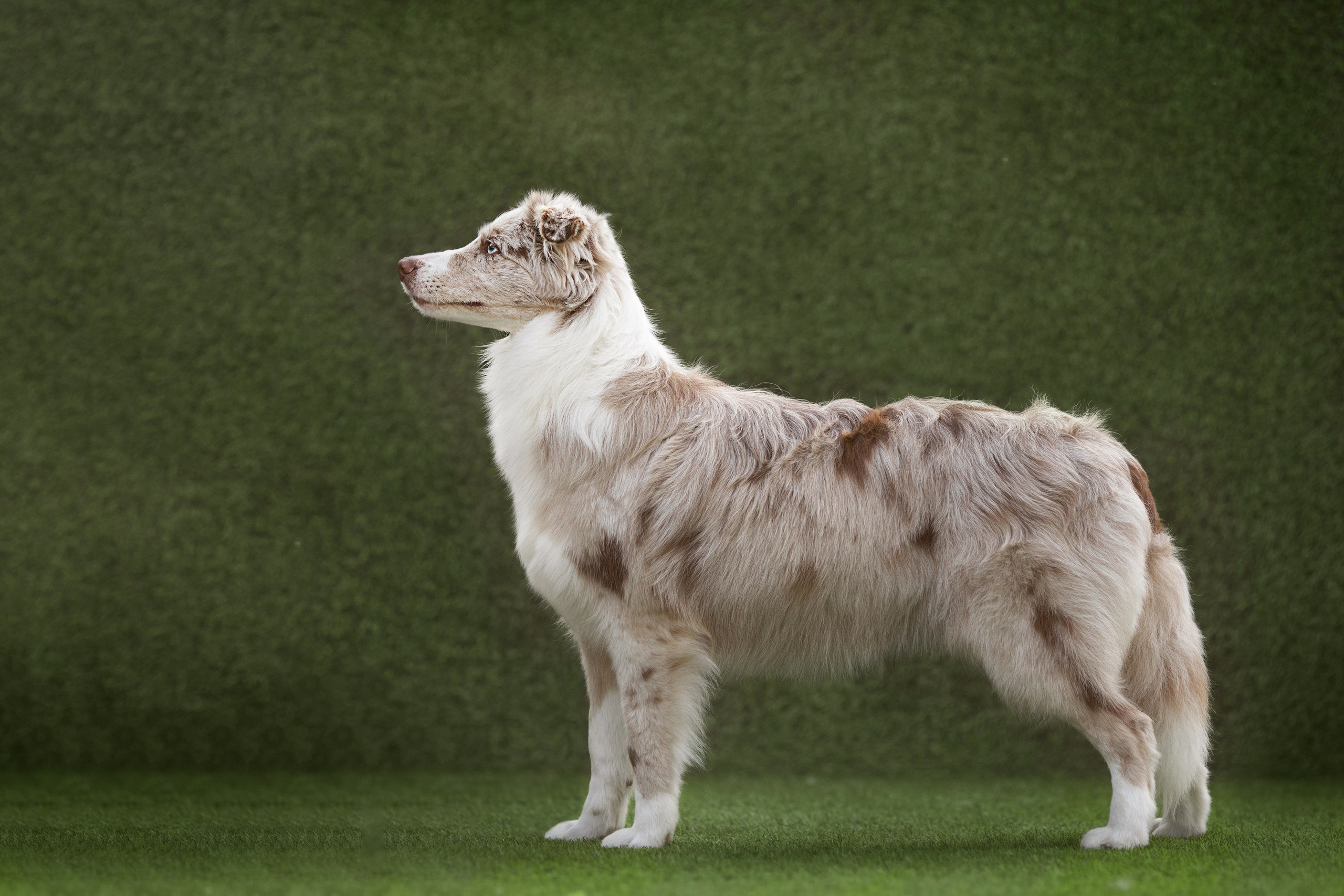 Роскошь в ростошах. О нас