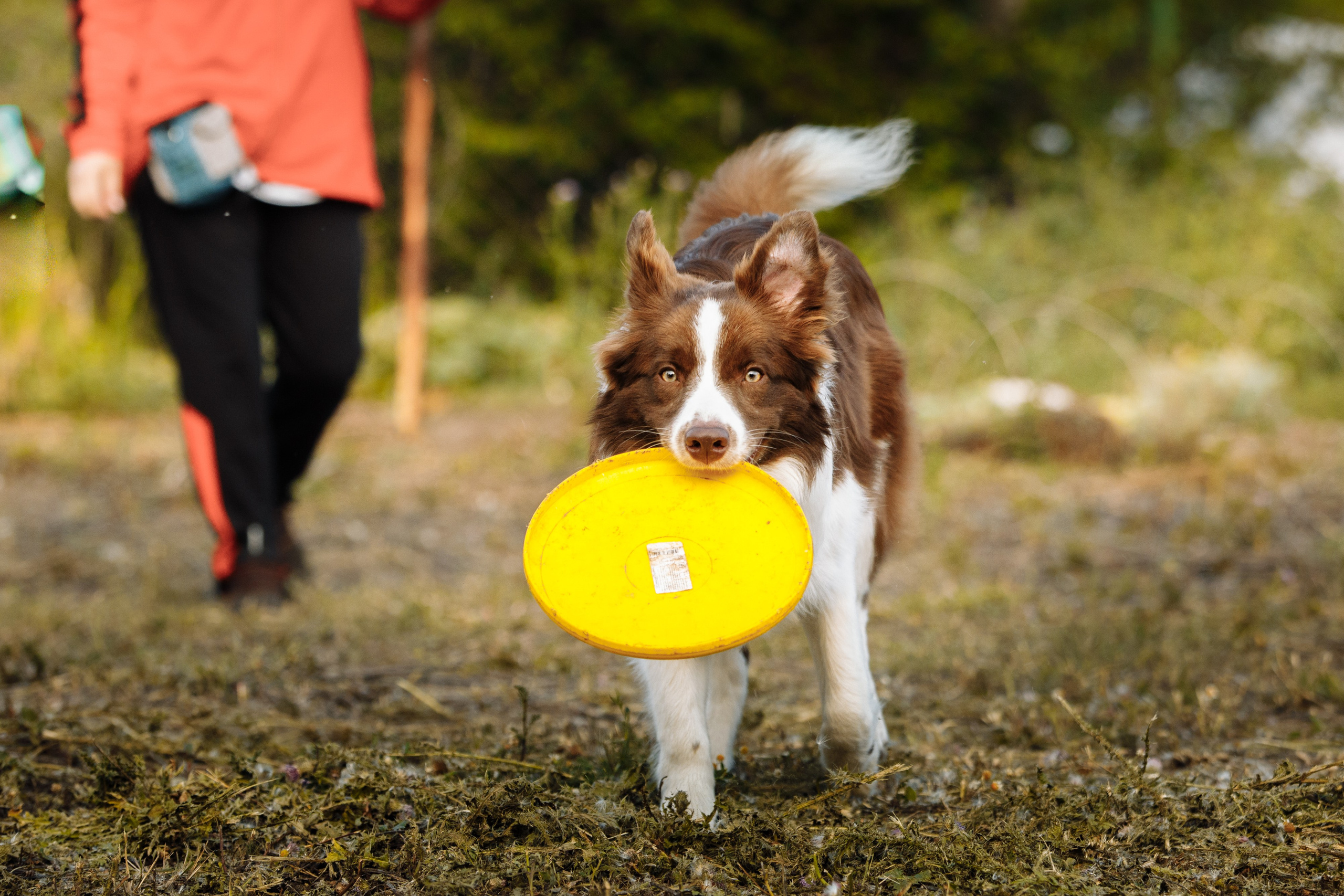 Овечий день. О нас