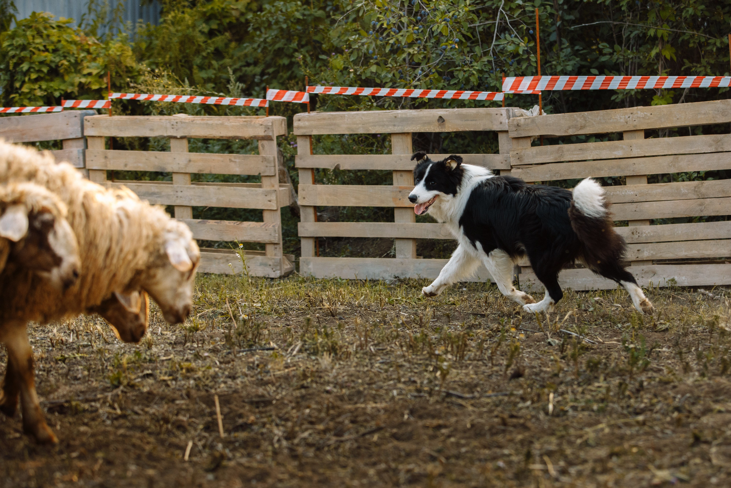 Овечий день. О нас