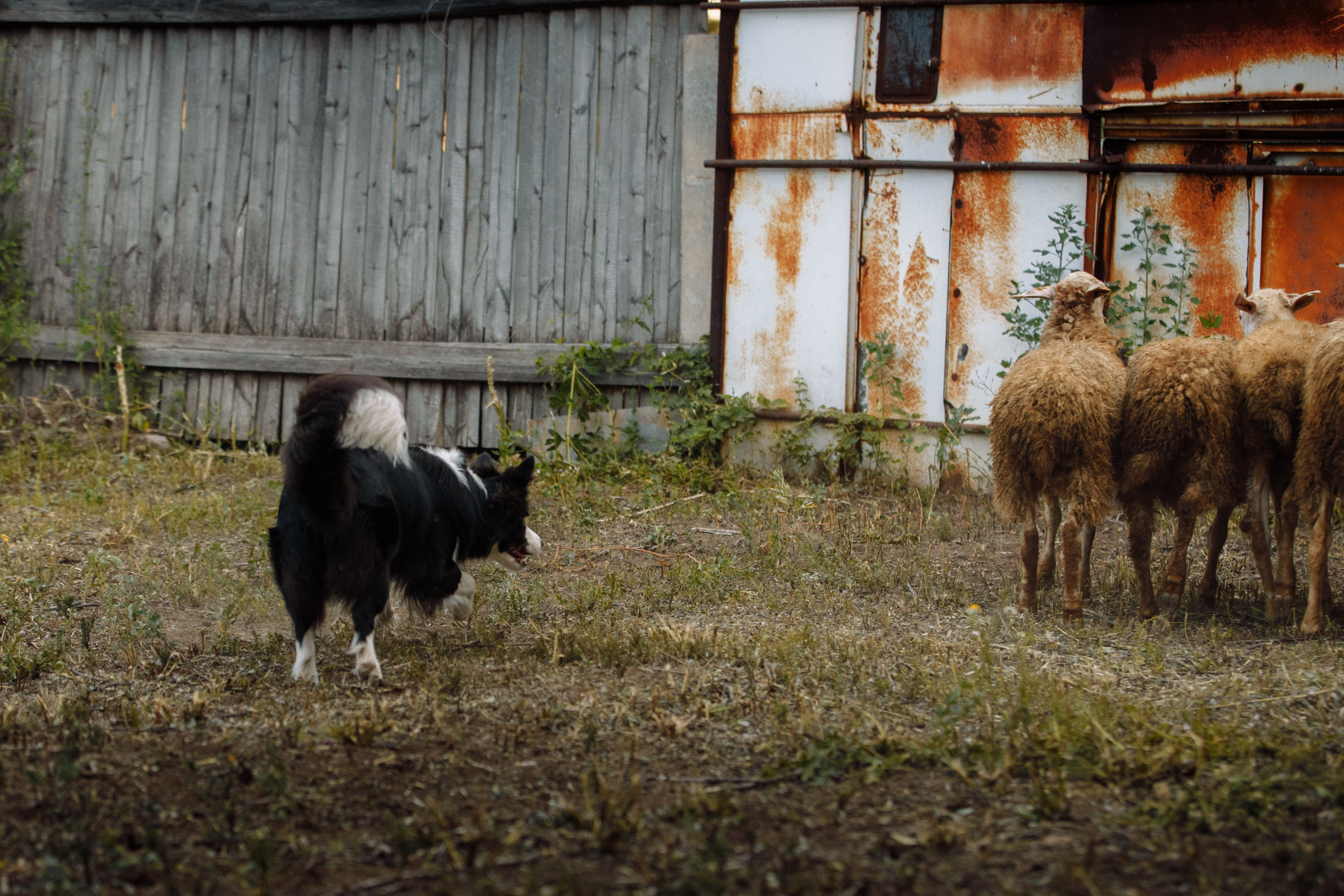 Овечий день. О нас