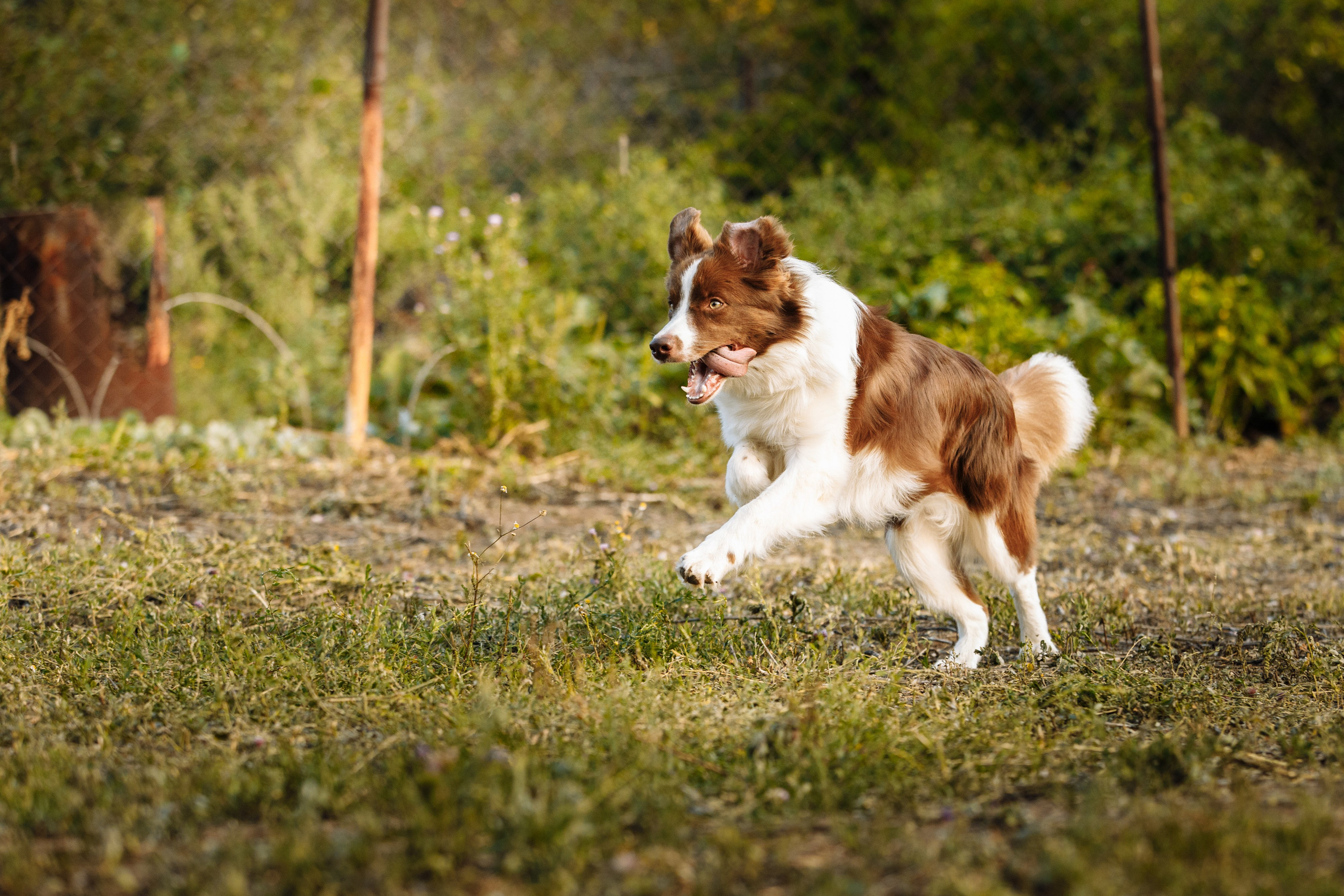 Овечий день. О нас