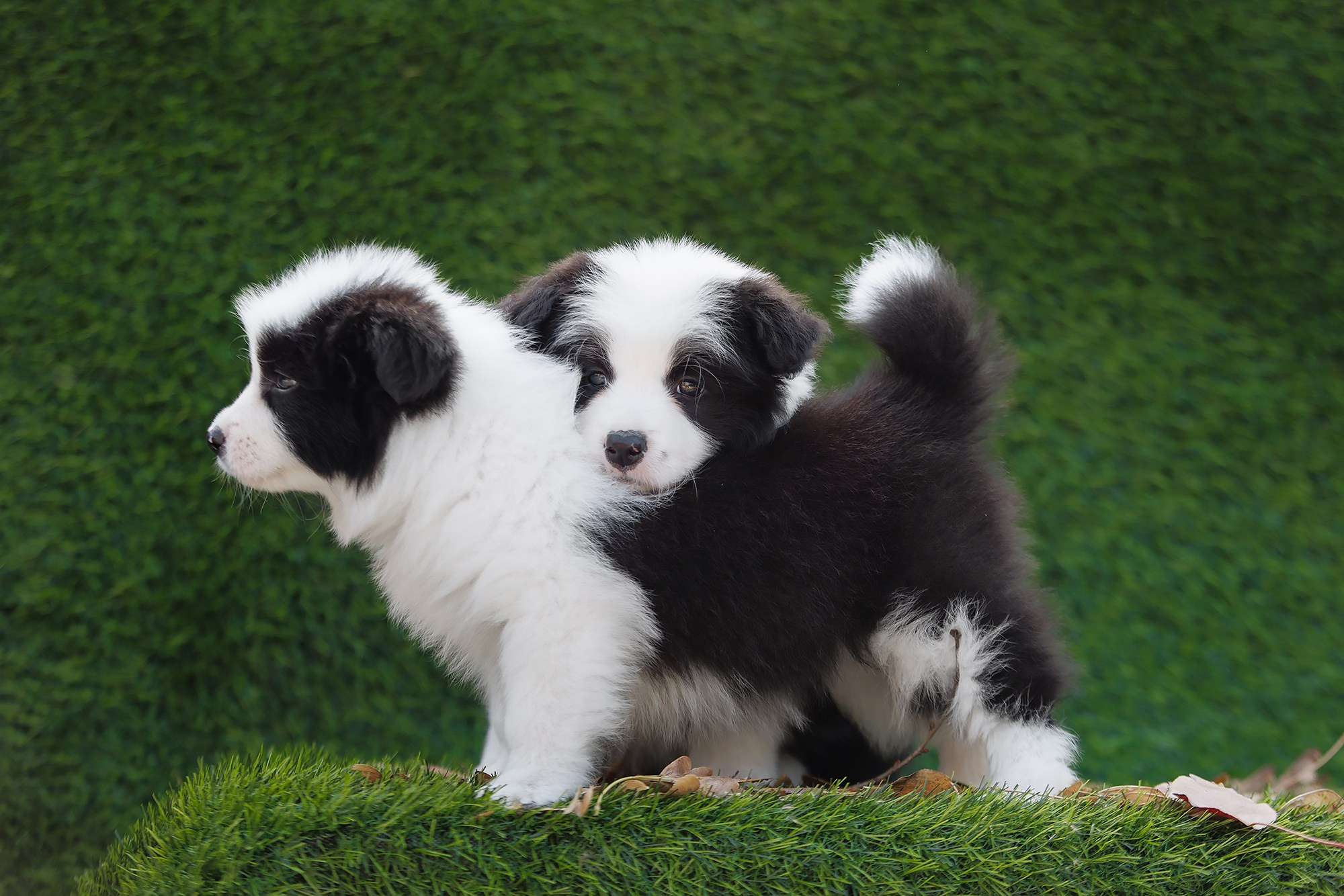 Новый лист. О нас