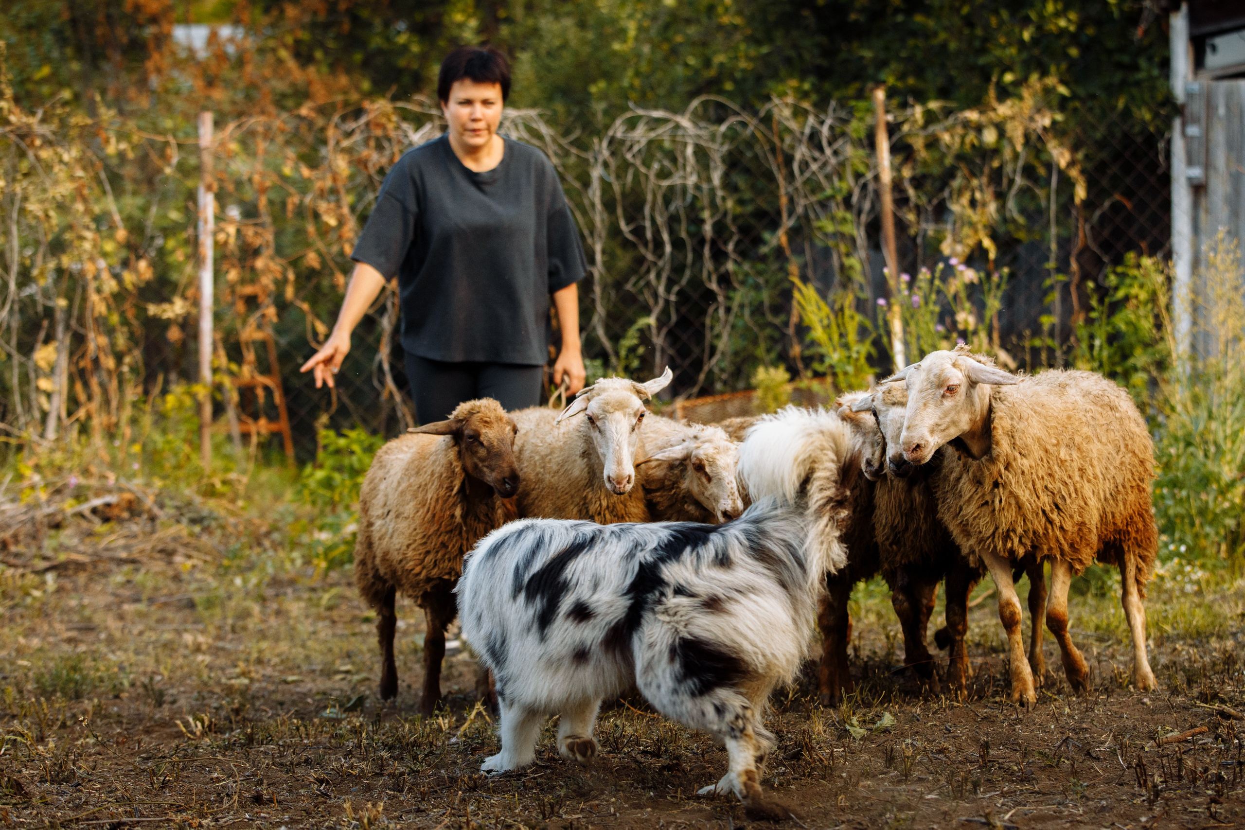 Овечий день. О нас