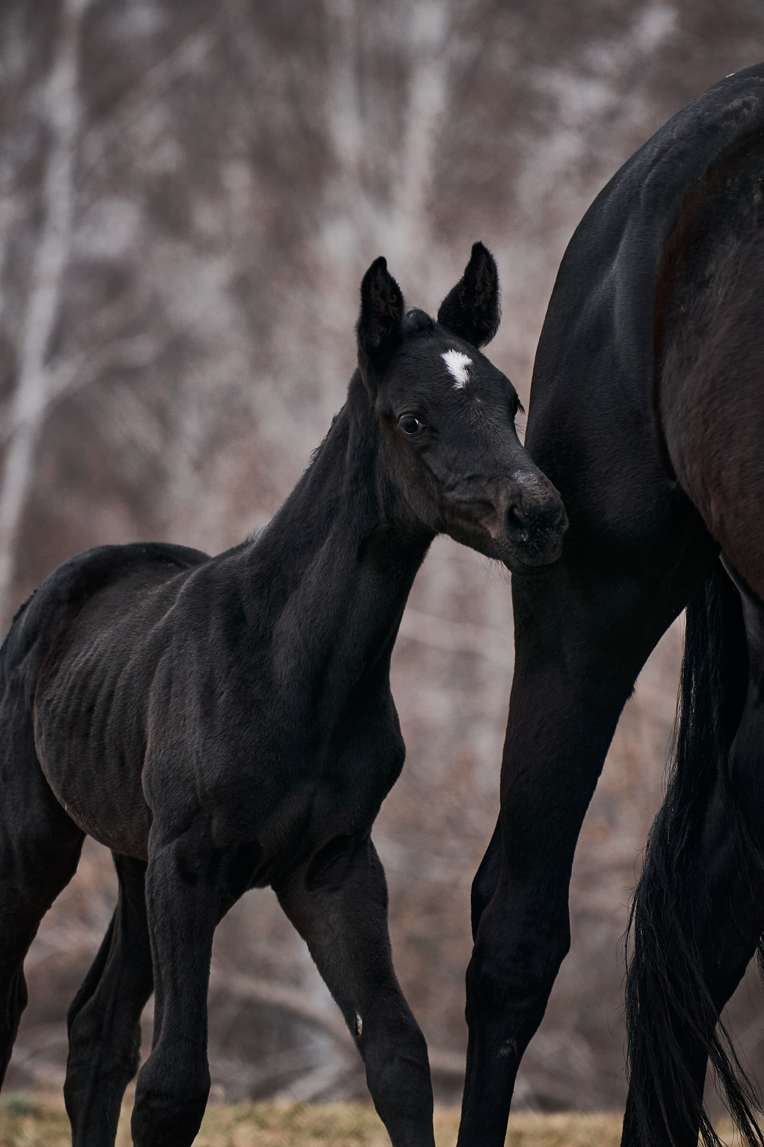 Деспина Хит, спортивная помесь, КСОЦ «Свобода». Фотосессии с лошадьми в Москве, Новосибирске