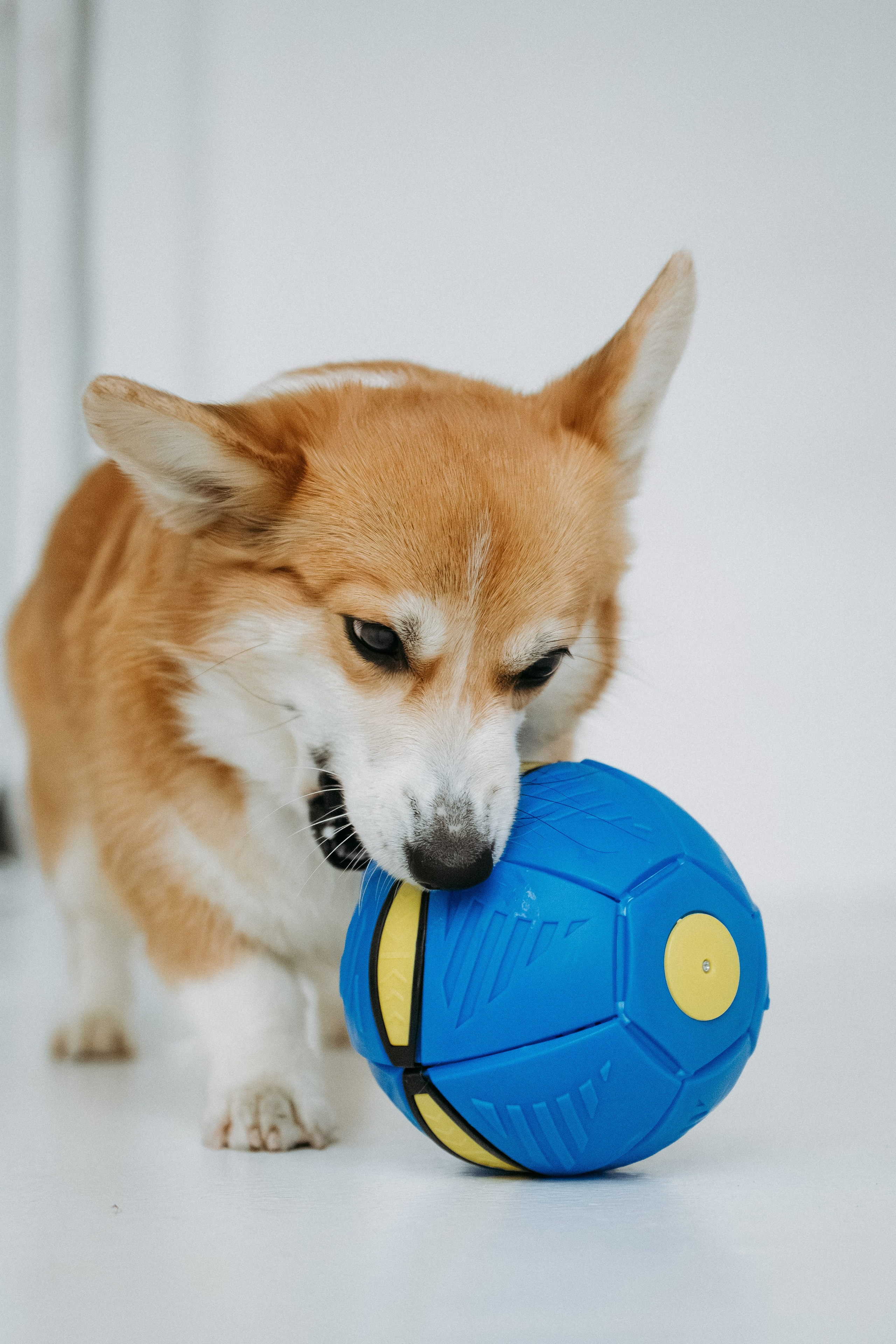 Мячи-попрыгуны. Фотораф — анималист Мария Шистка