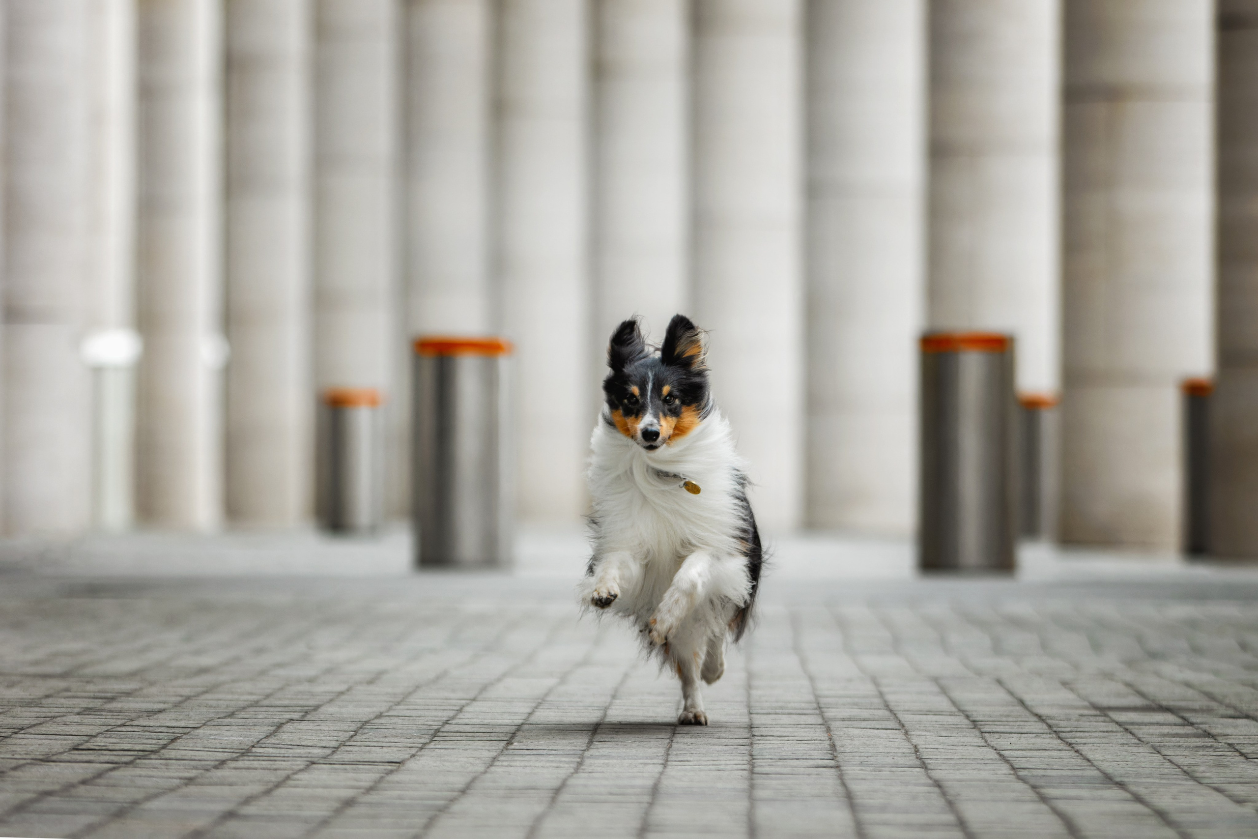 Фотограф-анималист Юлия Зубкова
