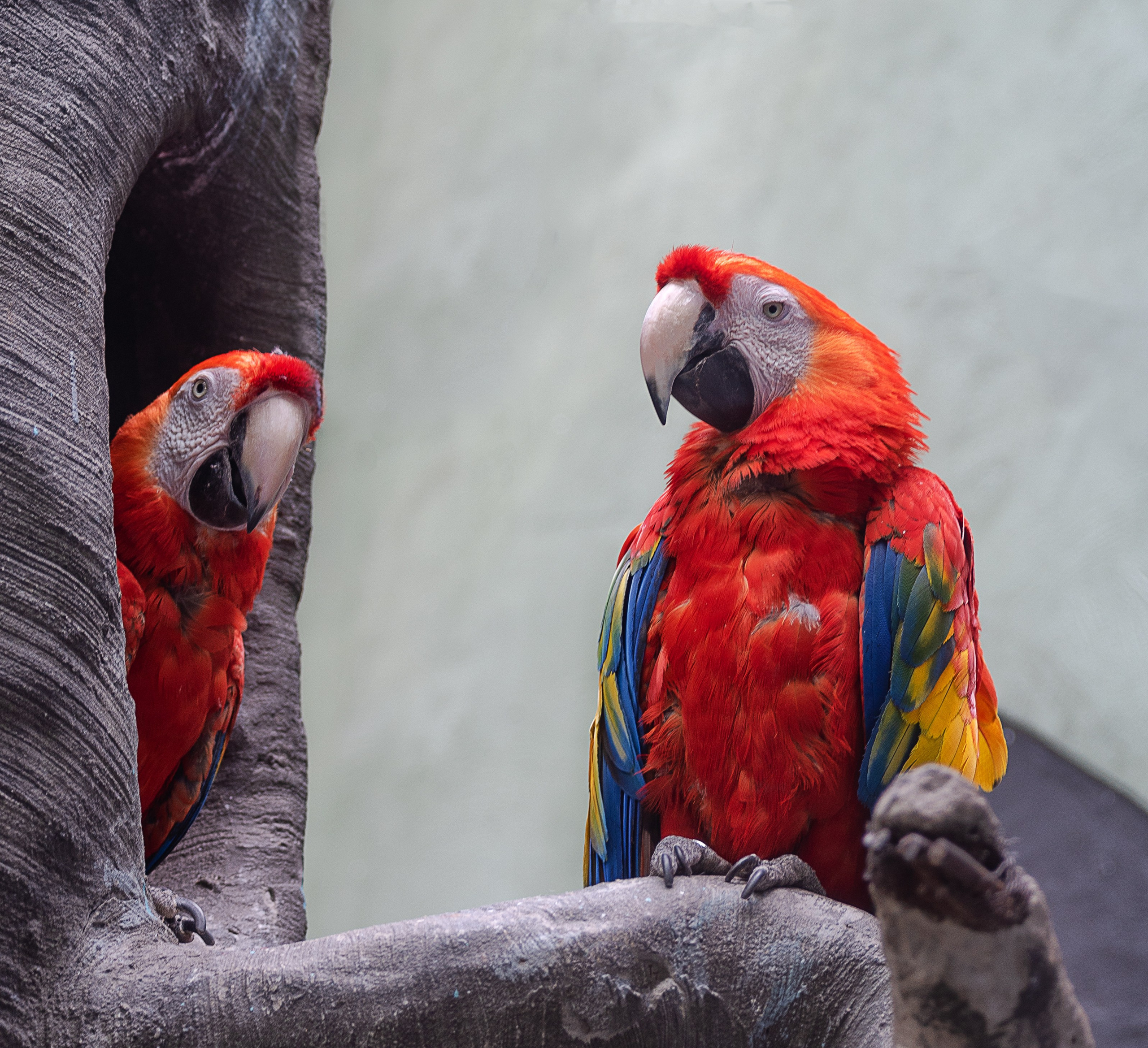 Животные. Fotolux