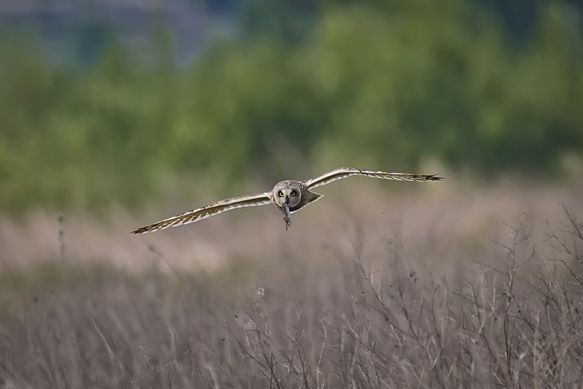 Болотная сова. Photomantis
