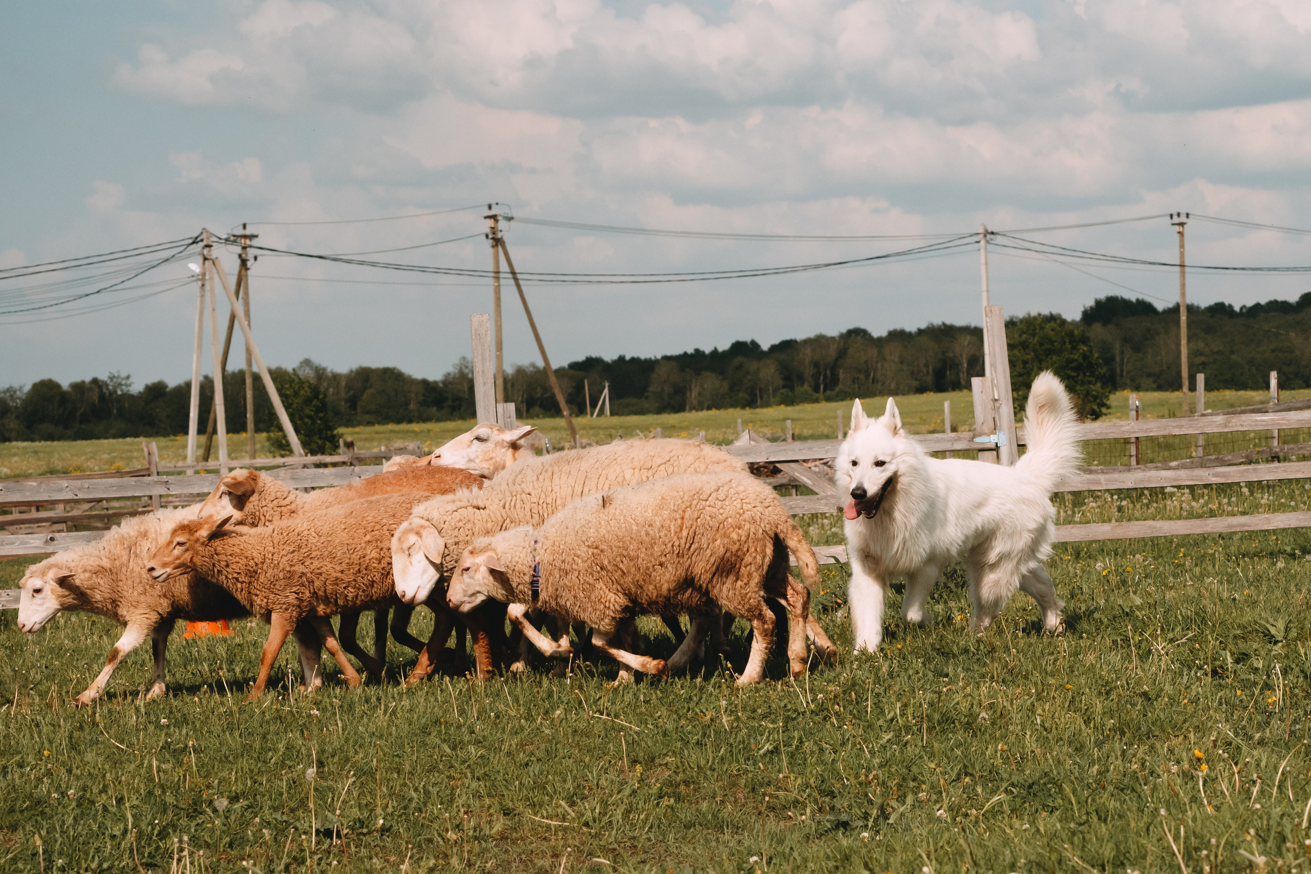 Состязания по пастушьей службе 1-2.06.24, Заостровье. Фотограф-анималист Анастасия Большакова
