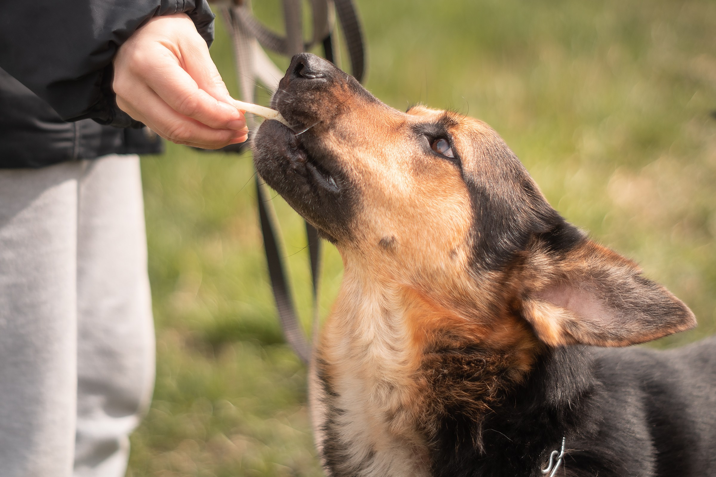 Съемки животных. Фотограф в Санкт-Петербурге и ЛО Егор Ставер