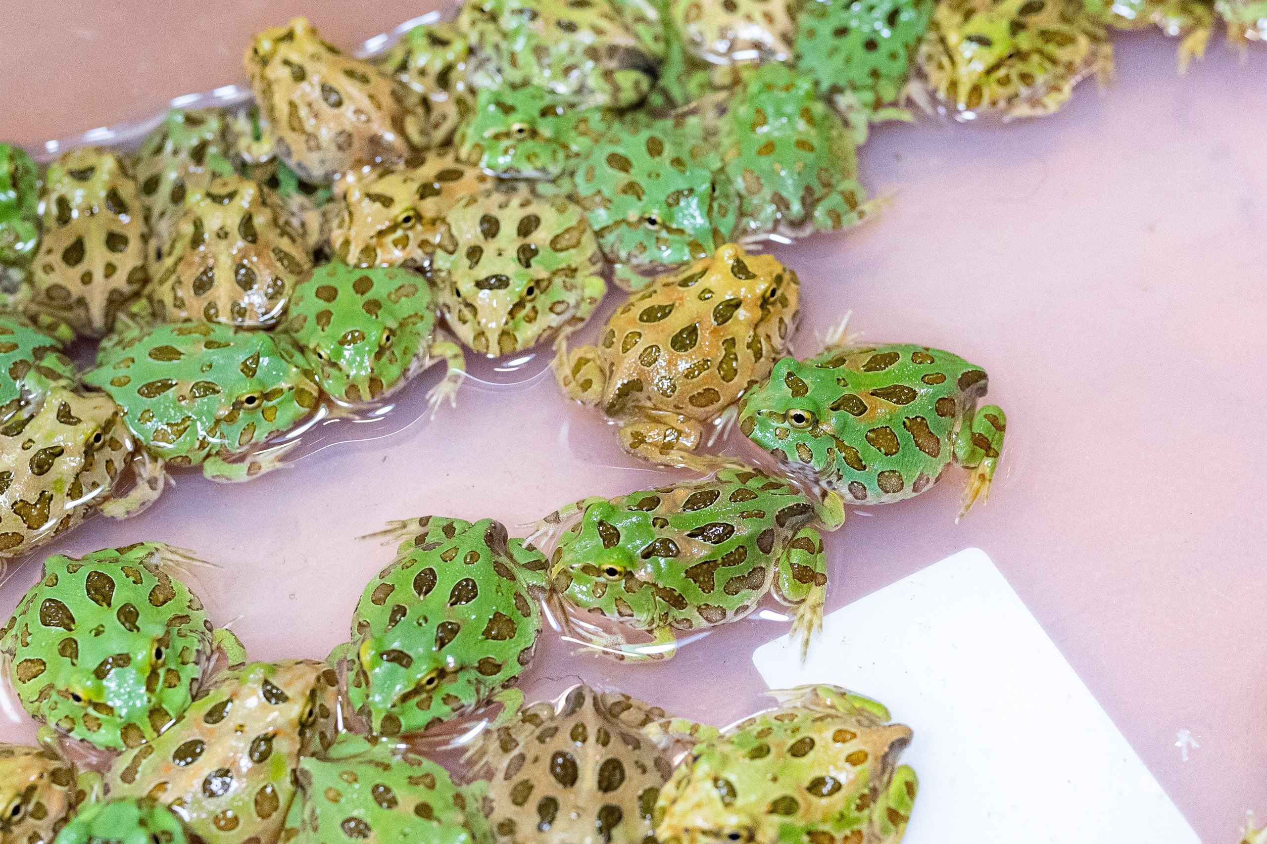 Рептилиум 2024. Александра Куликова фотограф, Москва