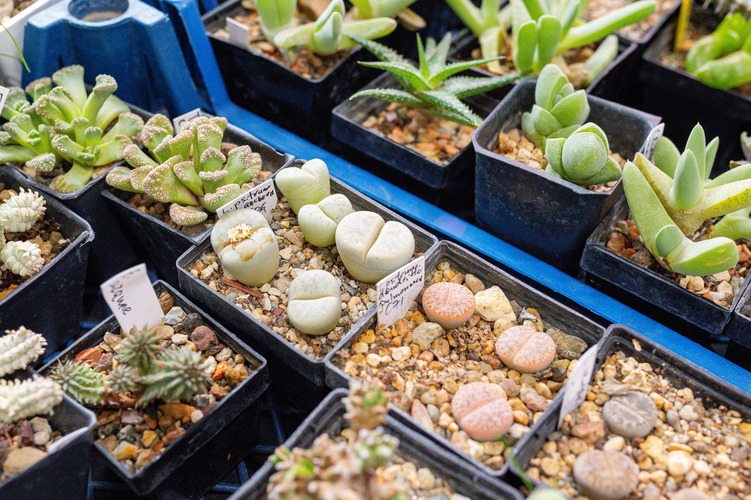 Монстериум 11–12 октября. Александра Куликова фотограф, Москва