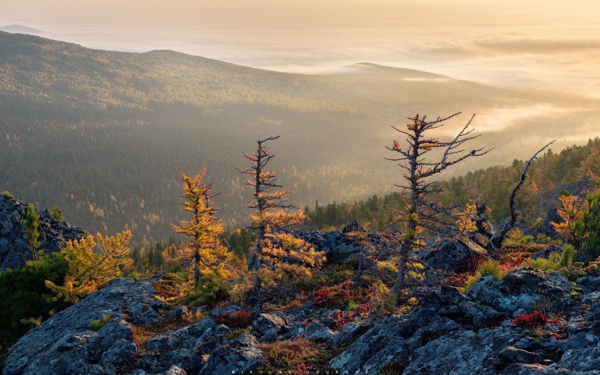 Осенние желтые лиственницы на склоне горы Серебрянский Камень.