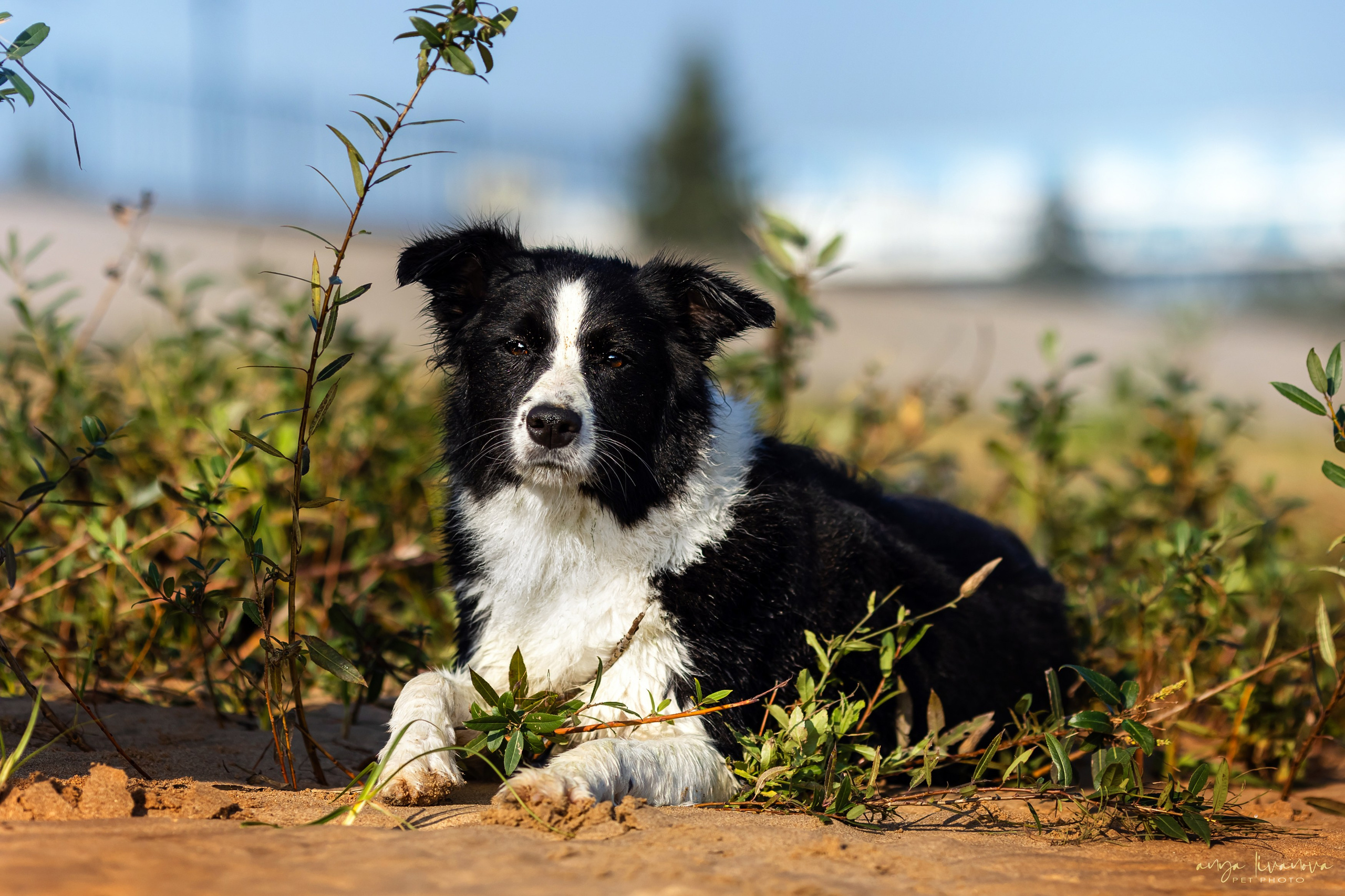 Алена и Майли. Фотограф анималист Аня Ливанова | Рыбинск