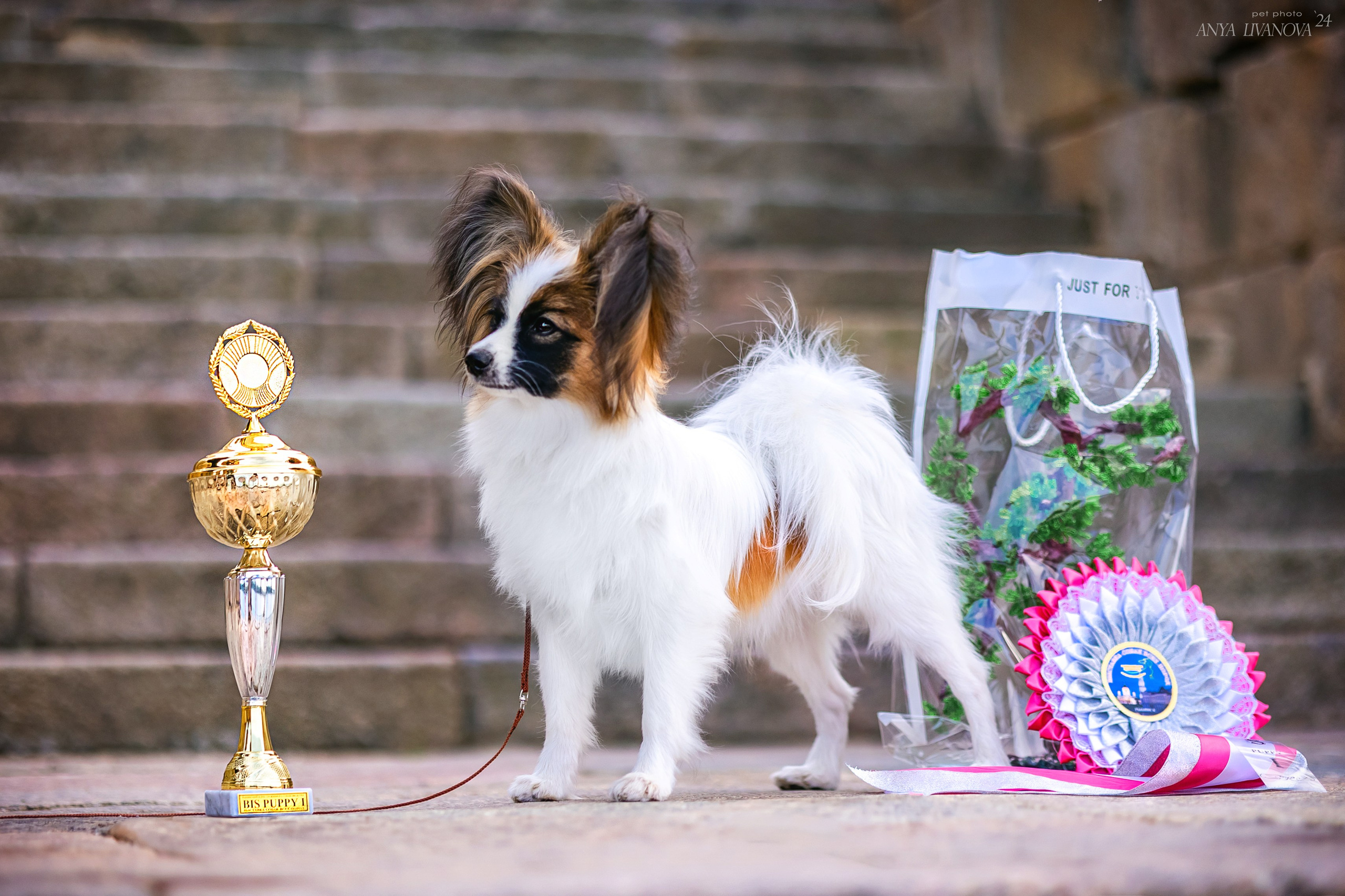 Хьюстон. Фотограф анималист Аня Ливанова | Рыбинск